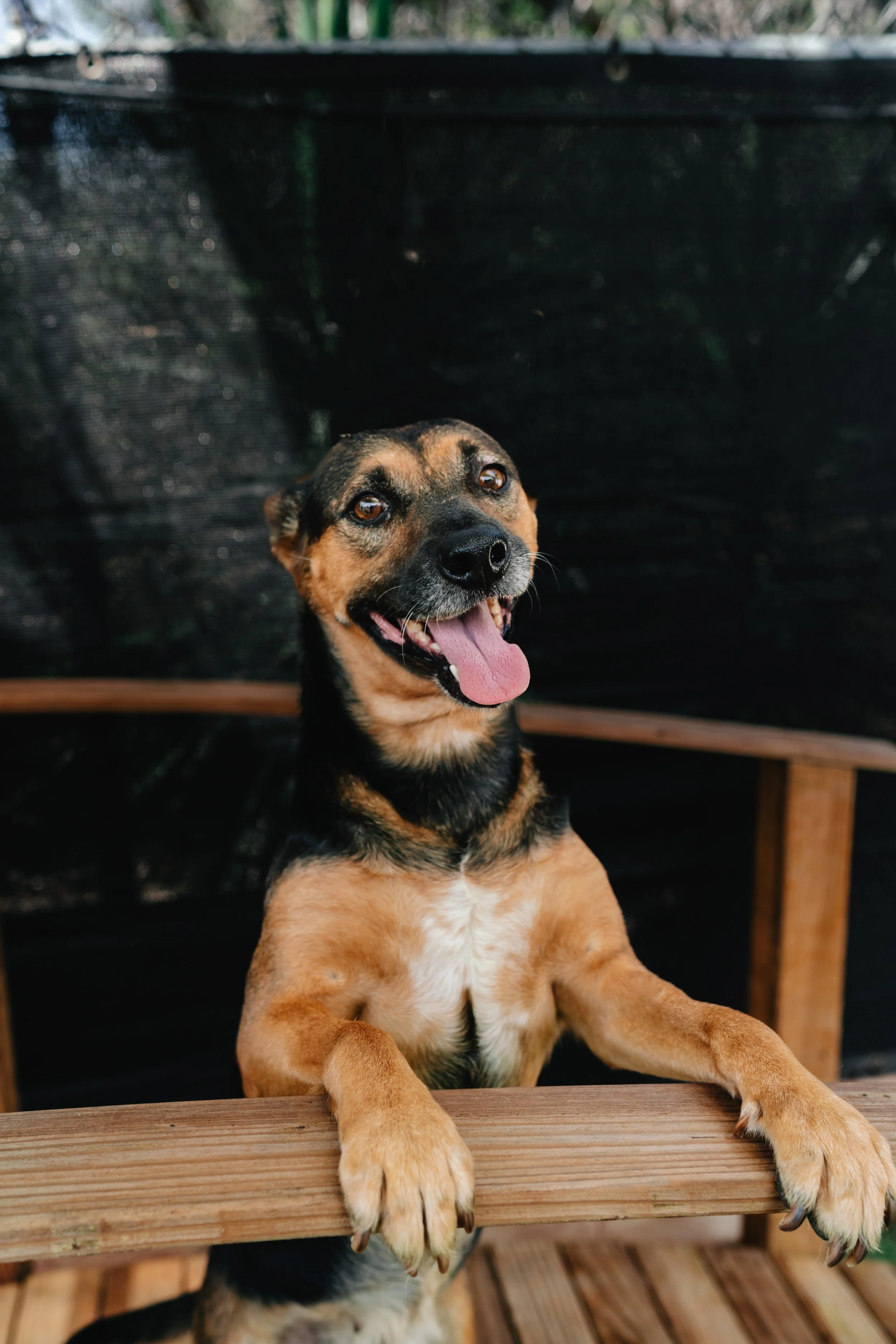 A dog with brown and black fur, sitting at a wooden table with its front paws resting on the edge, smiling with its tongue out, in an outdoor setting.