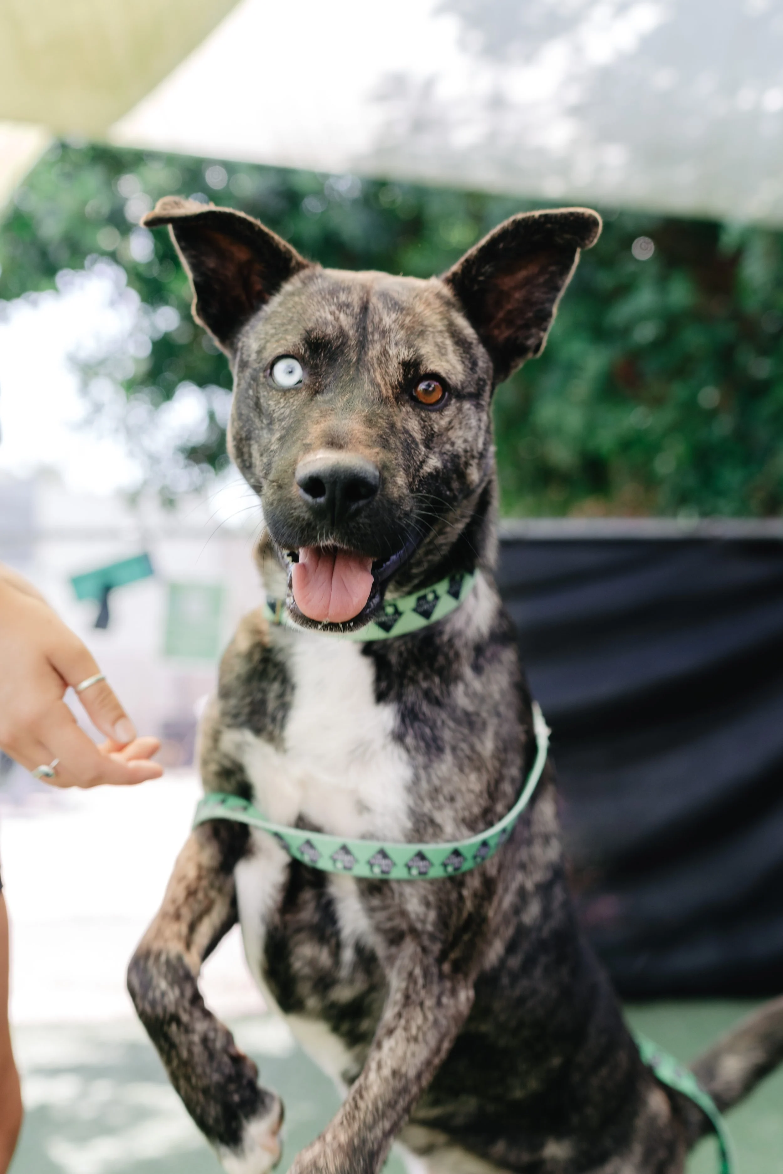 A brindle-colored dog with heterochromatic eyes, one blue and one brown, wearing a green harness with black bone pattern, sitting on a green surface with blurred trees and sky in the background.