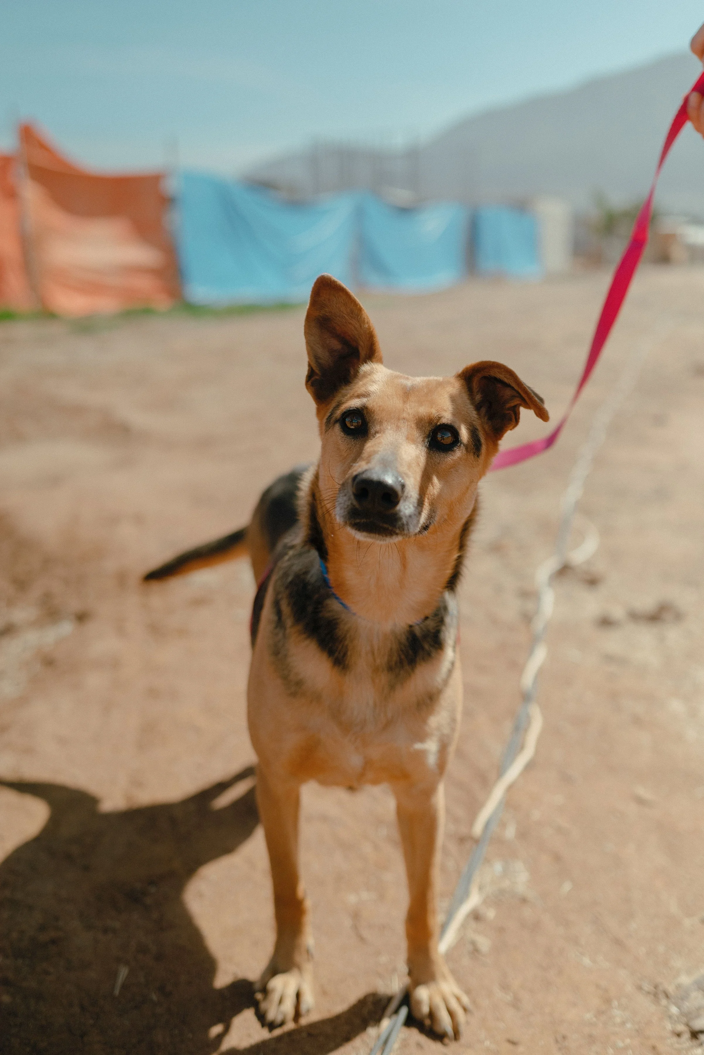 A mixed-breed dog with a tan and black coat, standing outdoors on a dirt surface, wearing a pink leash. In the background, there are colorful tents and mountains.