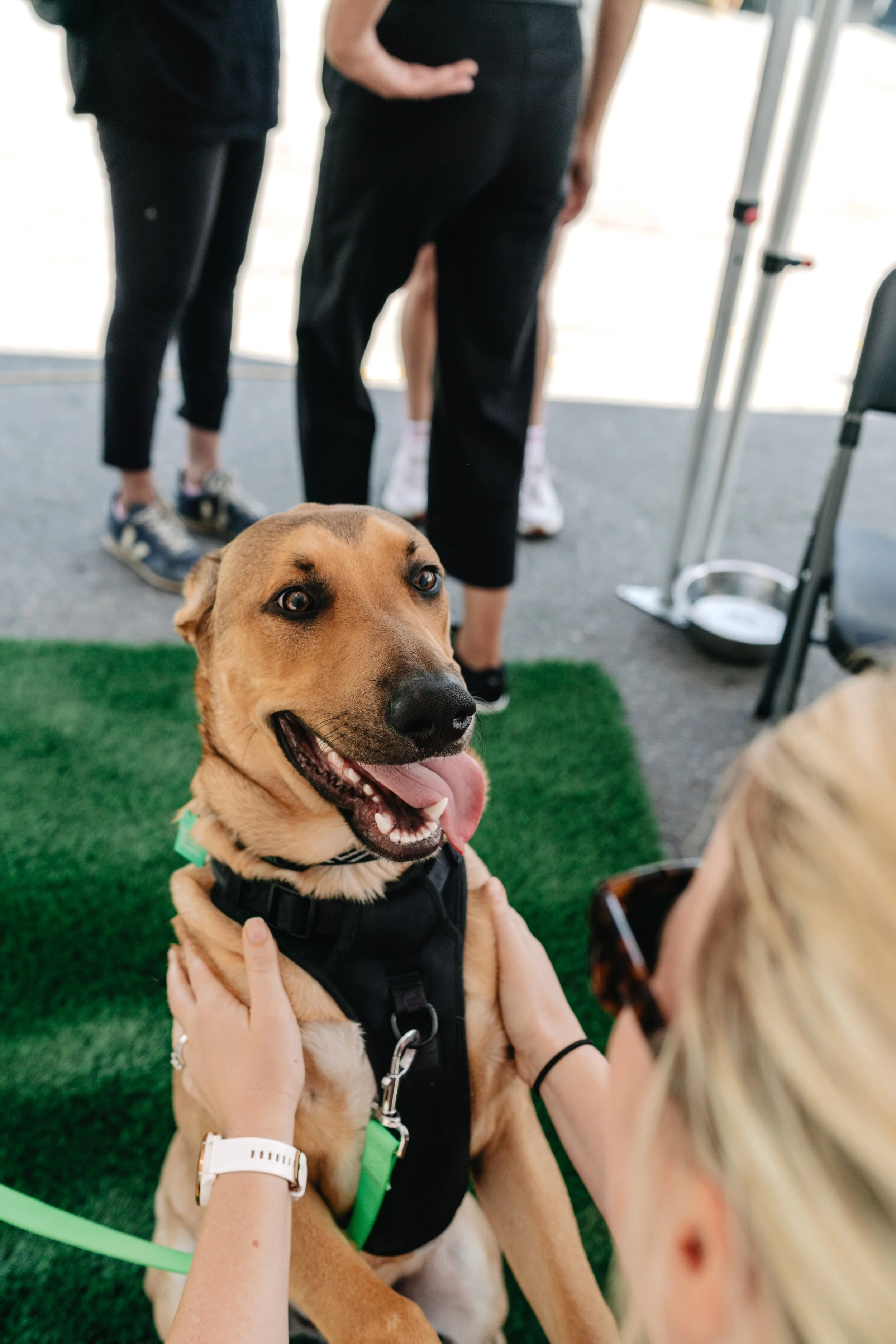A smiling dog with a tan coat and black harness is being held by a person with light skin, a white watch, and a black bracelet. The dog's tongue is out, and it looks happy. In the background, there are several people and an outdoor setting with green flooring.