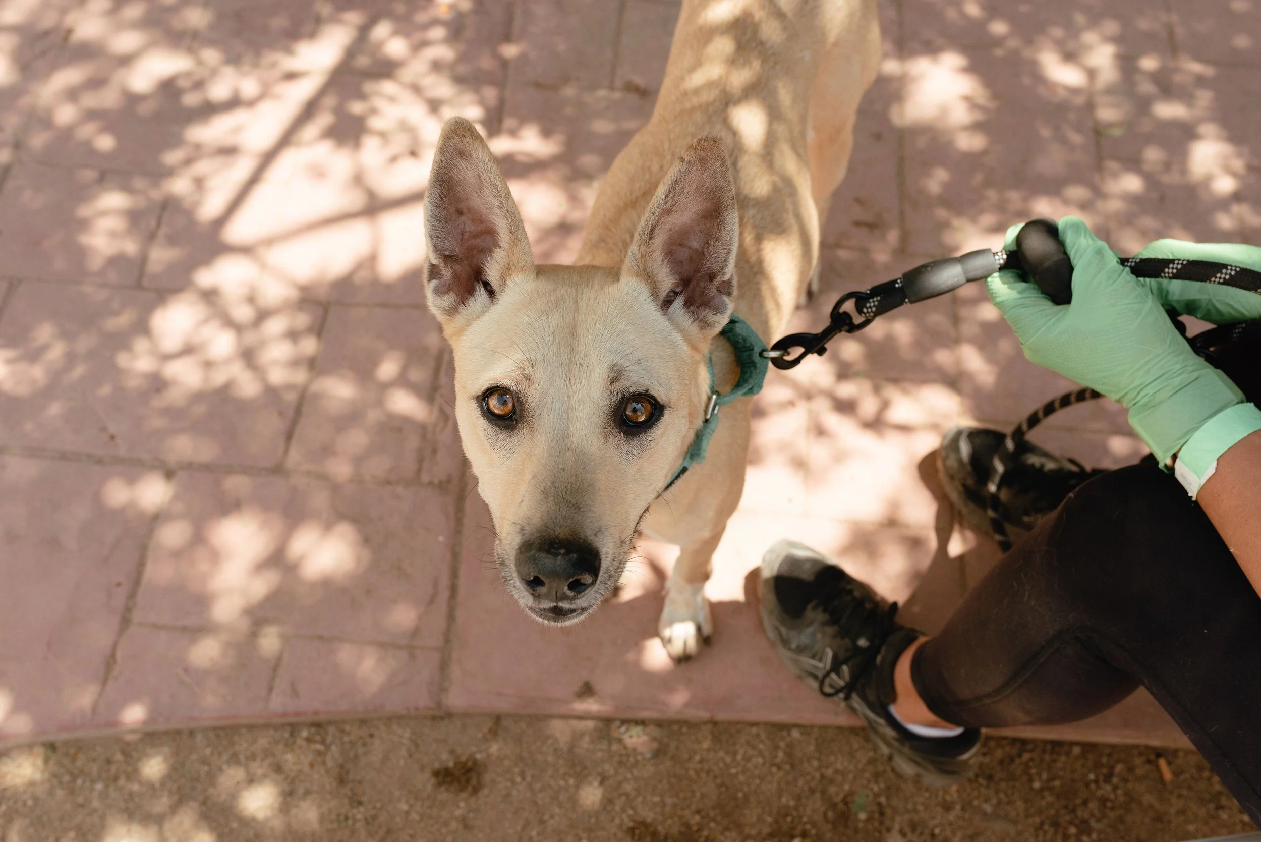 A tan dog with pointed ears and amber eyes looks up at the camera during a walk on a leash, with a person wearing black shorts and gray shoes holding the leash. The scene is outdoors with pinkish stone pavement and shadowed trees overhead.