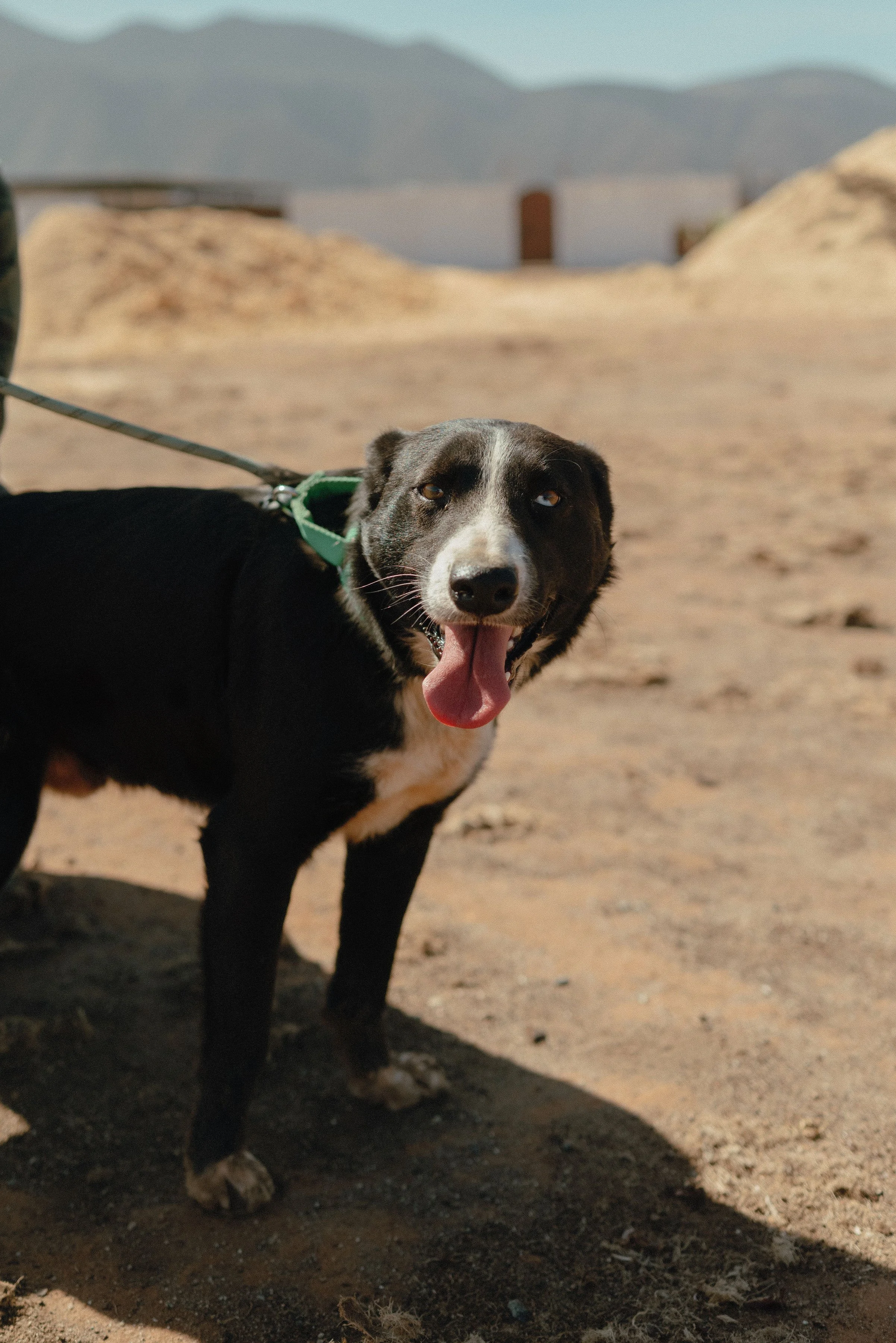 A black and white dog with a green collar standing on sandy ground outdoors, with mountains and a partly cloudy sky in the background.