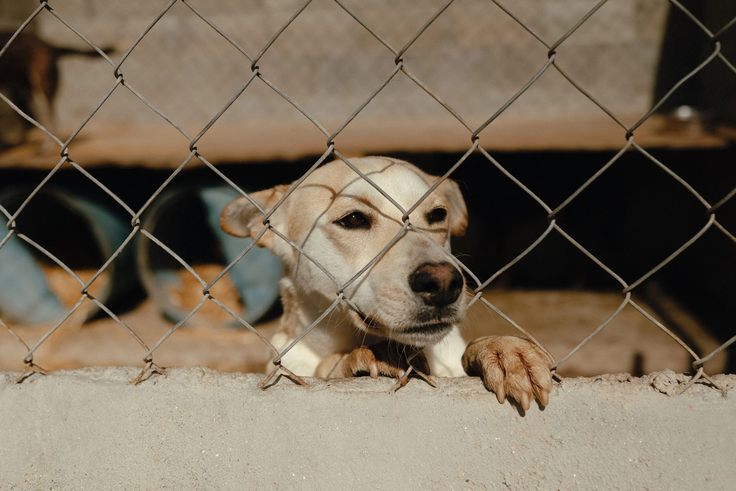 A dog with a tan and white coat and brown eyes lying on the ground inside a fenced area, looking through a chain-link fence.