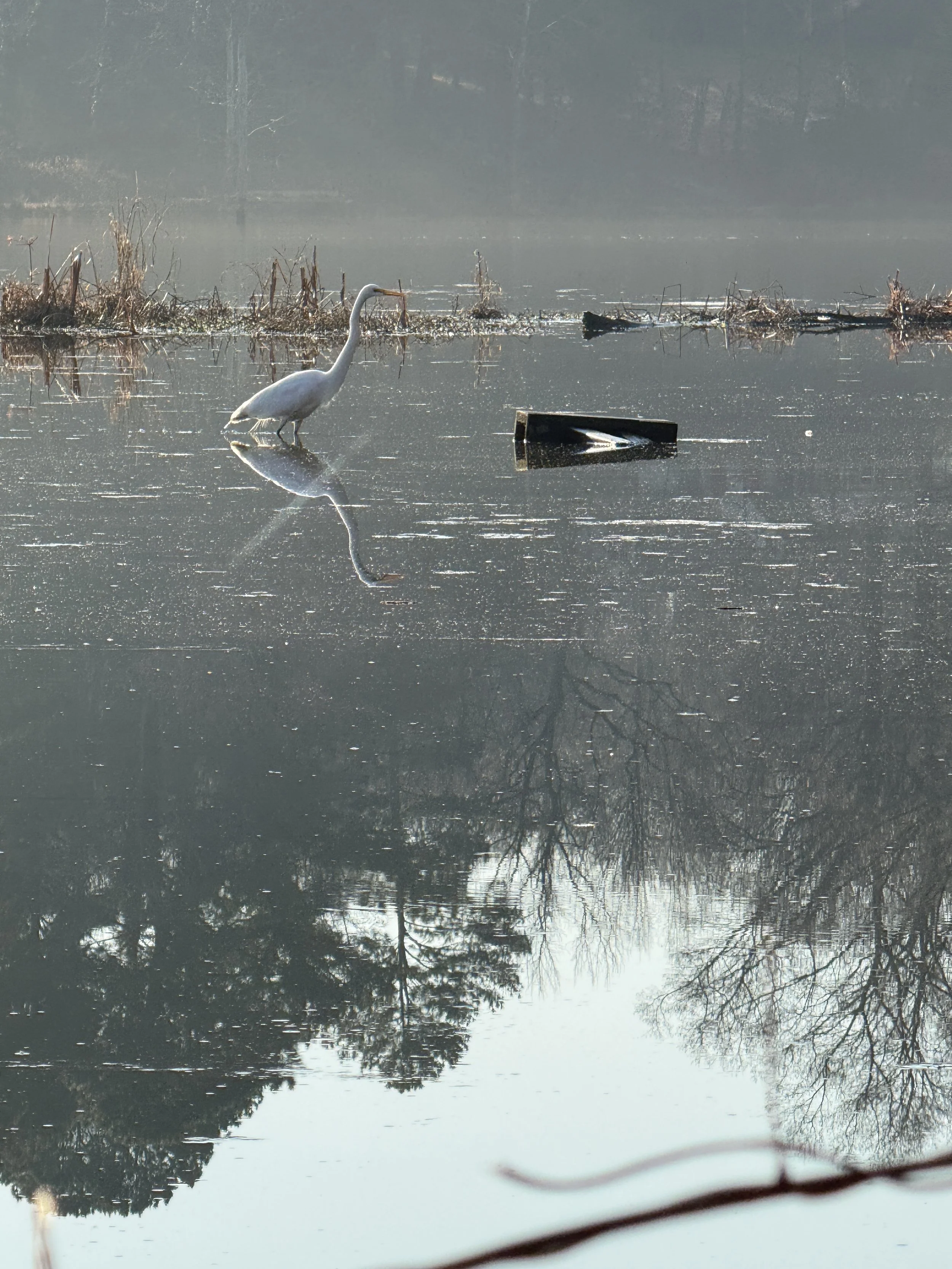 A heron standing in calm water with reflections of trees and sky, some dried plants in the background, and a partially submerged object nearby.