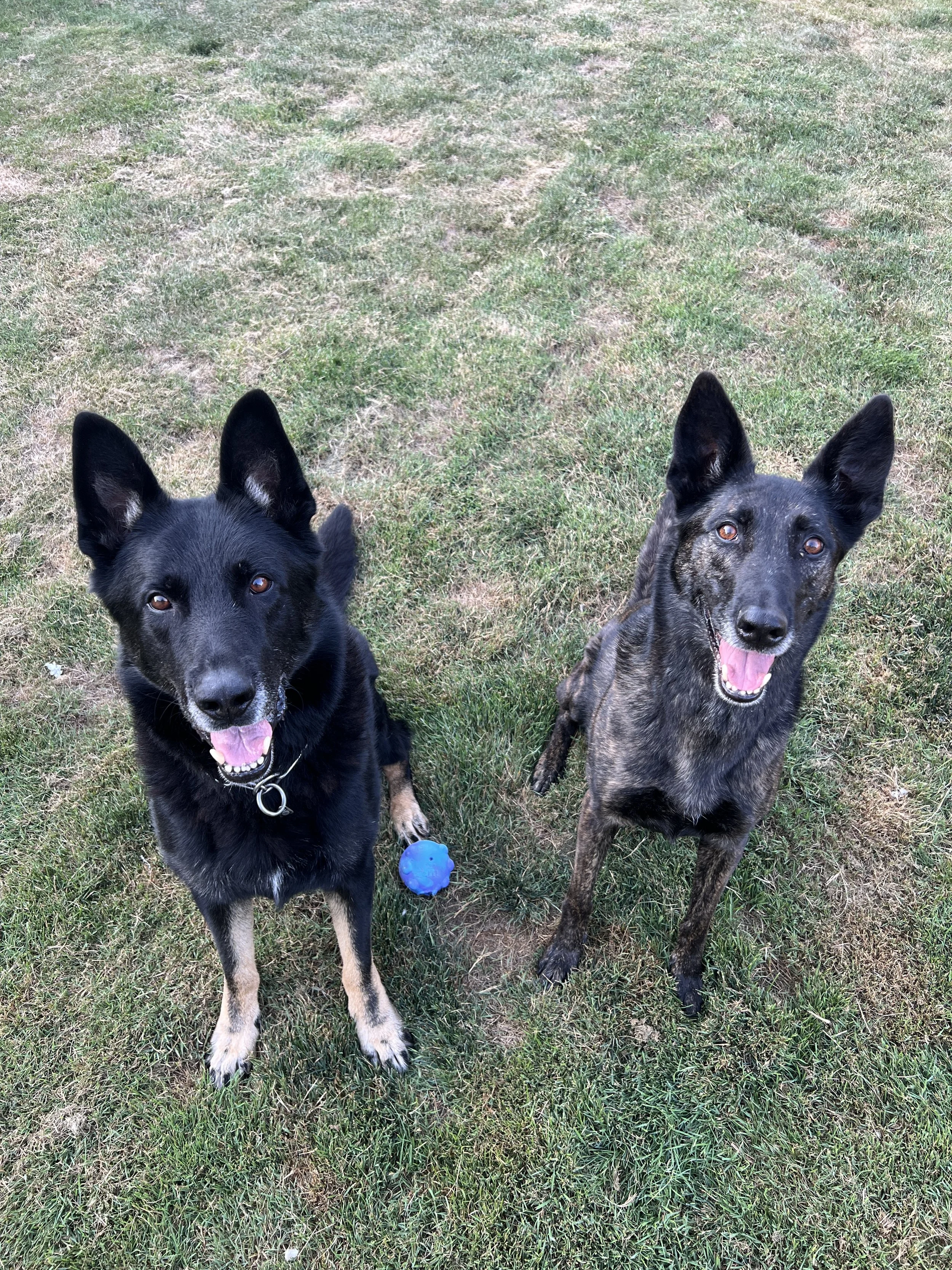 Two dogs, one black with tan legs and one brindle with black face, standing on grass. The black dog has its tongue out and a blue ball nearby.