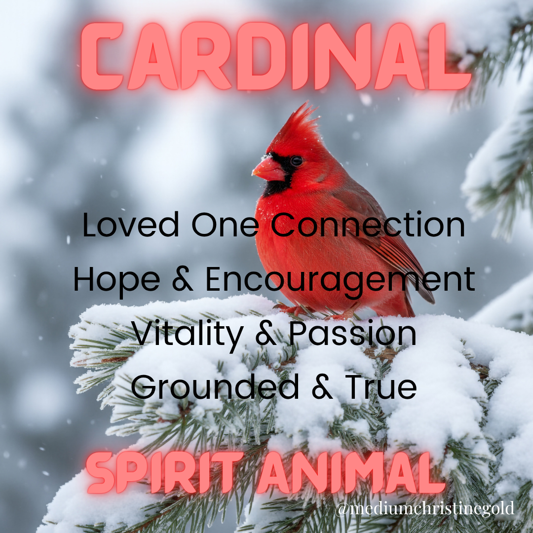 When a Cardinal Visits: The Spiritual Meaning of Seeing the Red Bird That Finds You