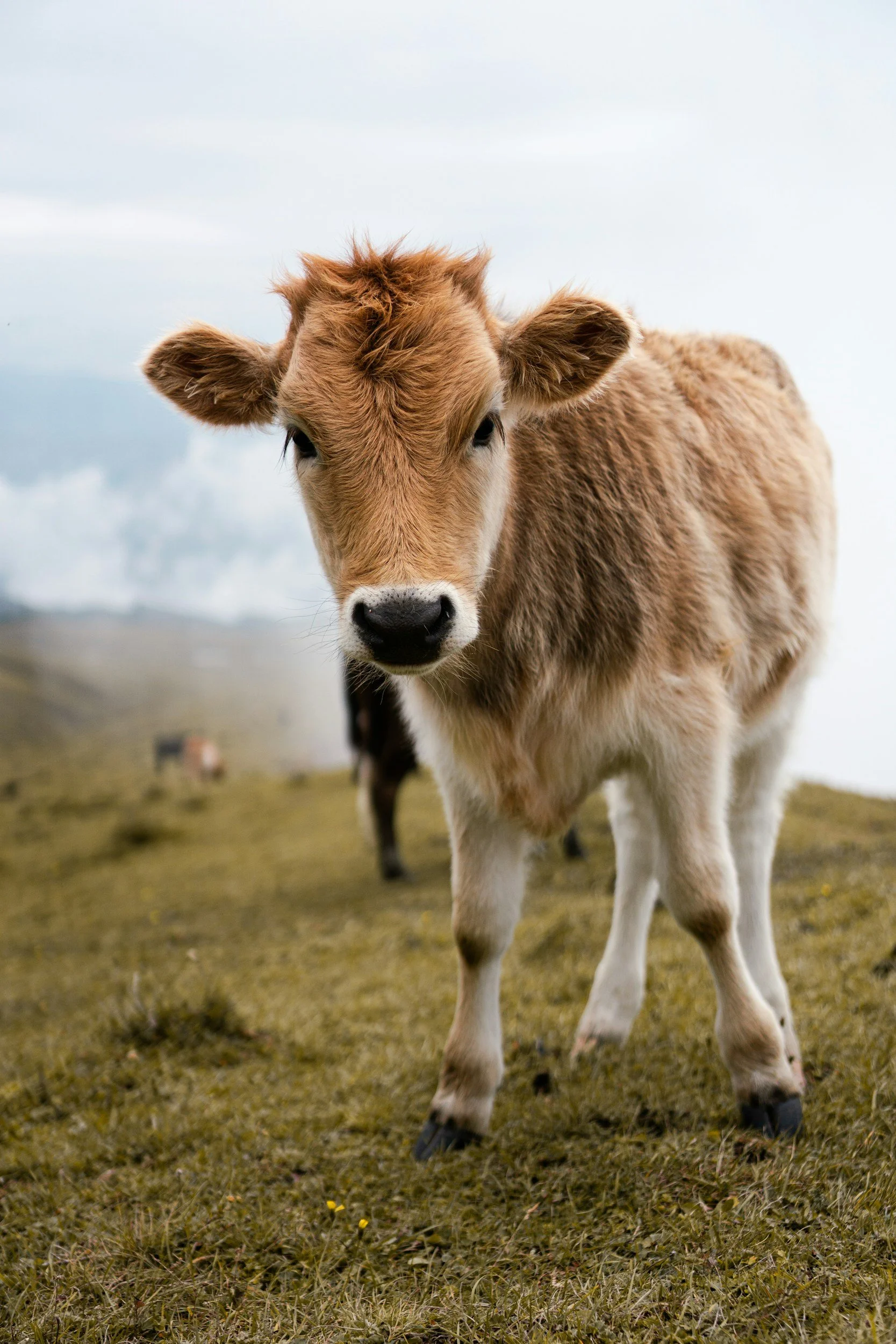 Young calf standing on grassy field with distant cows and cloudy sky in the background.