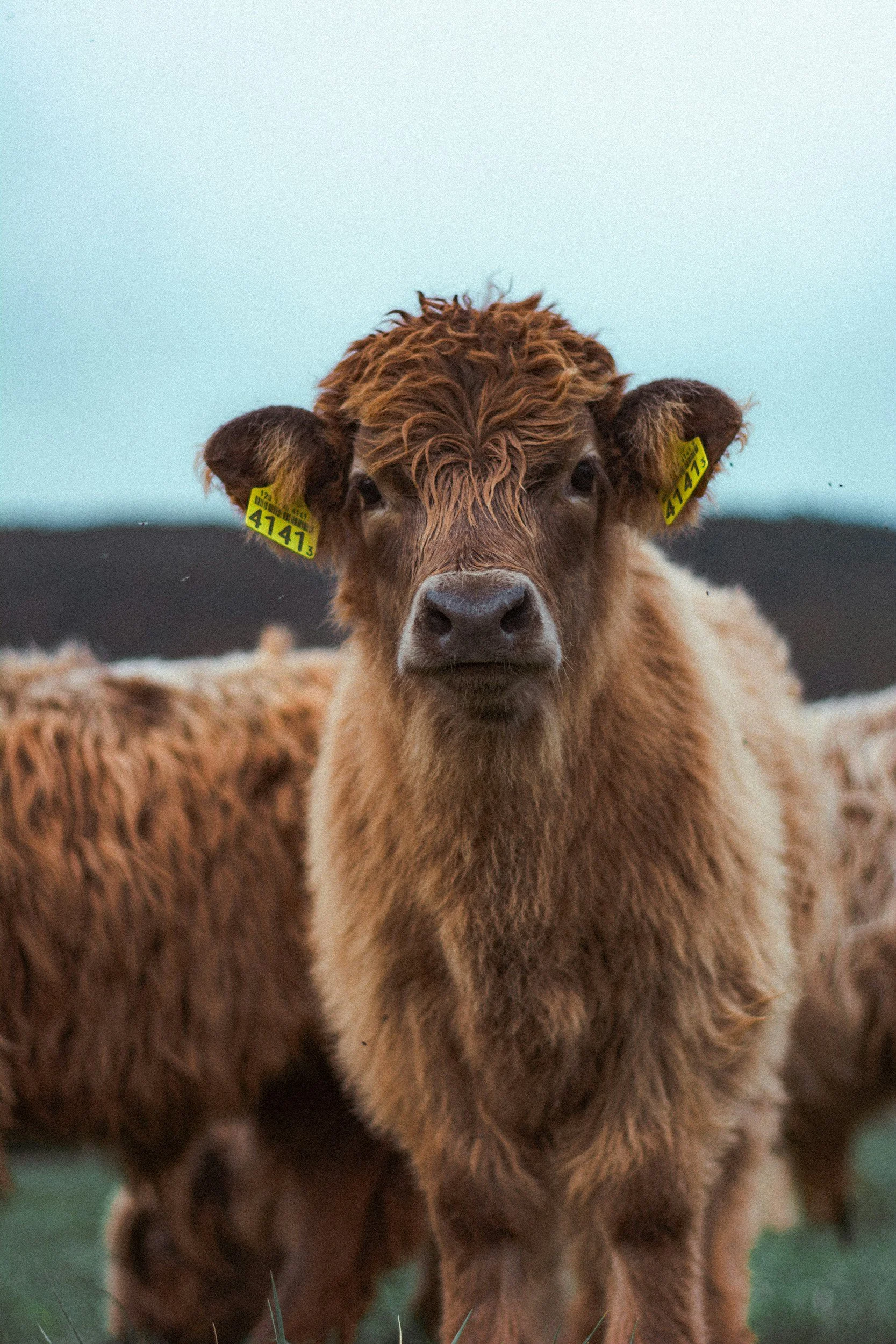 A young cow with a reddish-brown coat and yellow ear tags looking directly at the camera, with other similar cows in the background and a cloudy sky overhead.