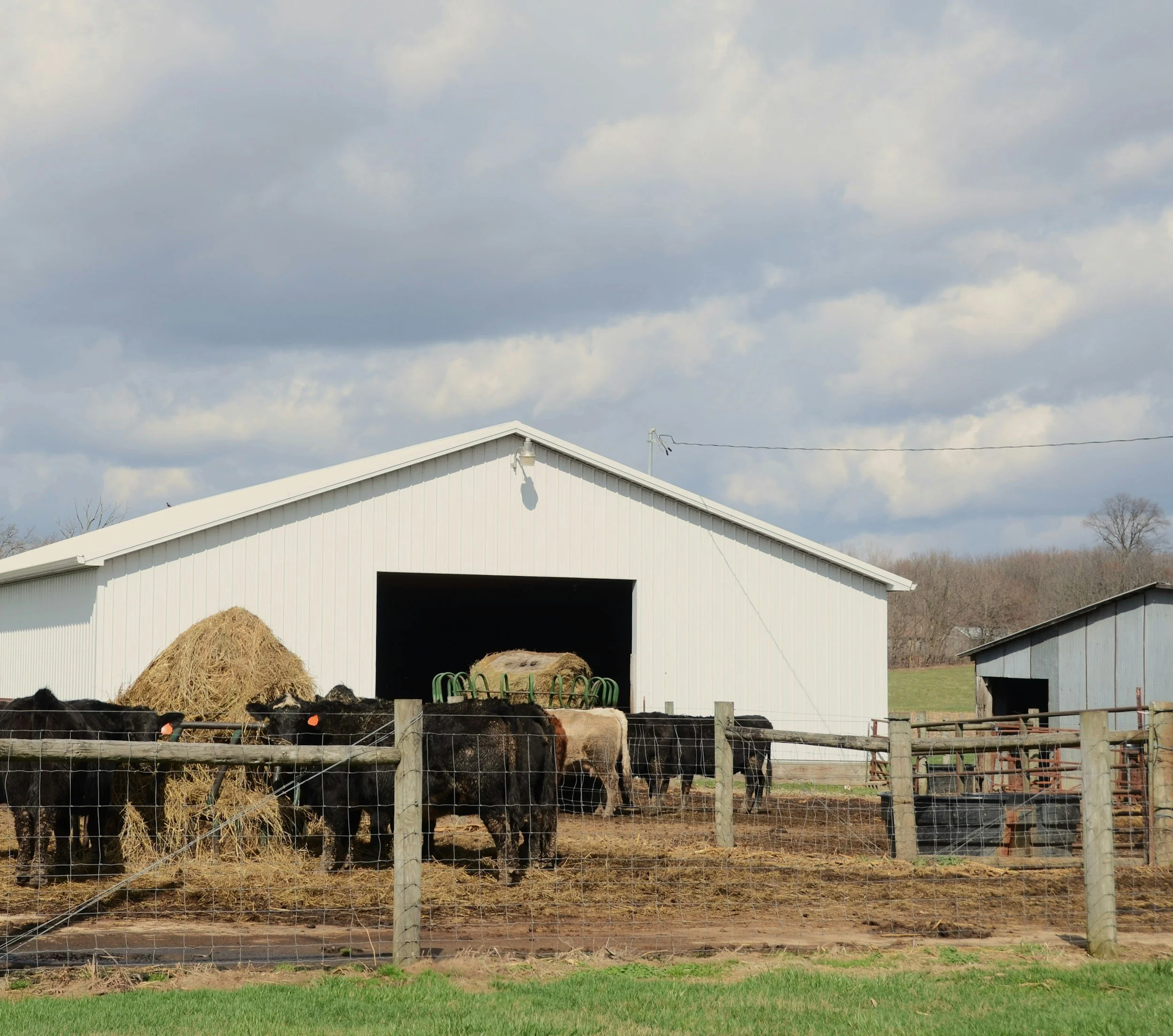 Farm with black and white cows near a white barn with hay bales and a cloudy sky.