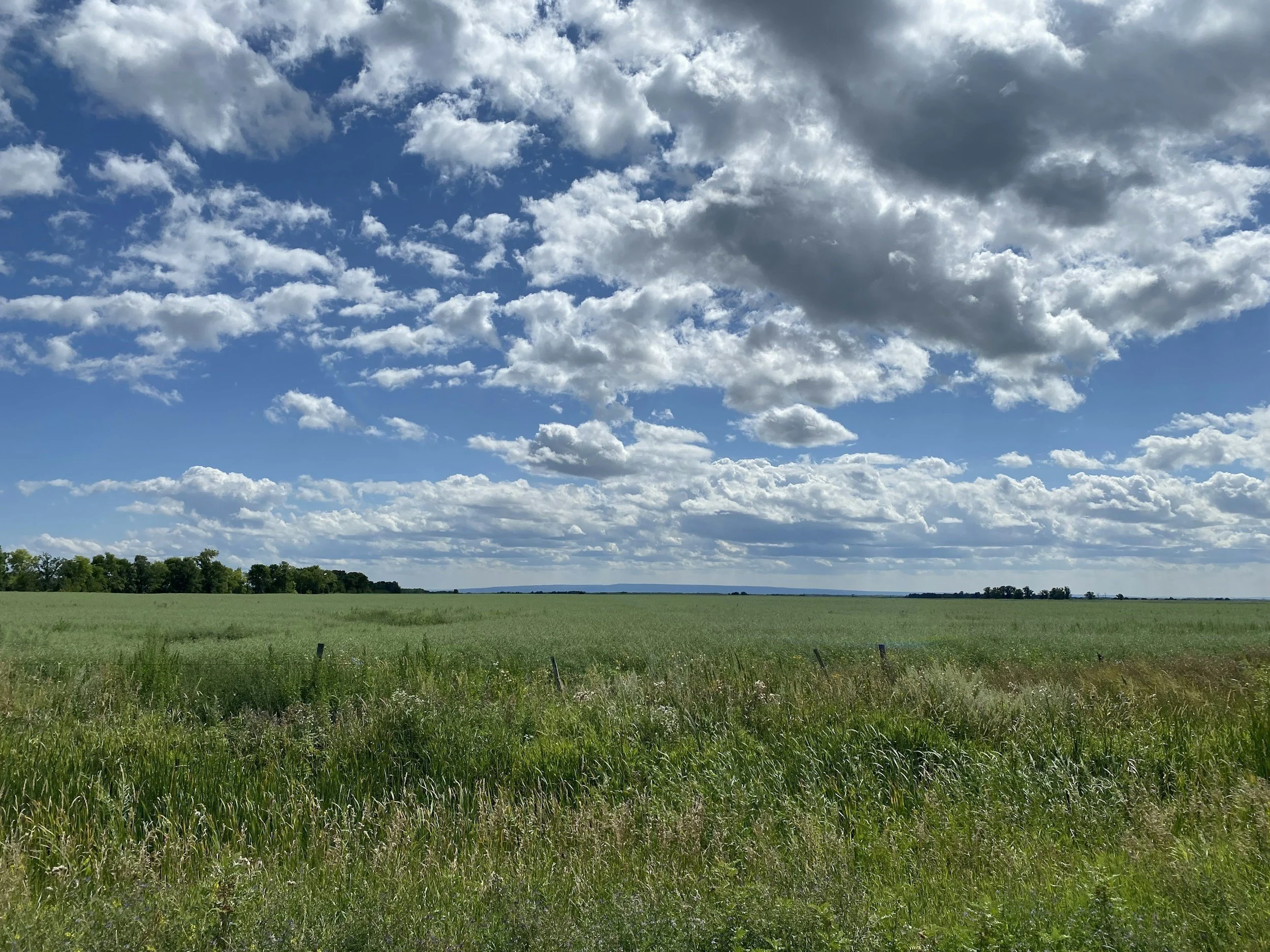A wide open grassy field under a partly cloudy blue sky with scattered clouds.