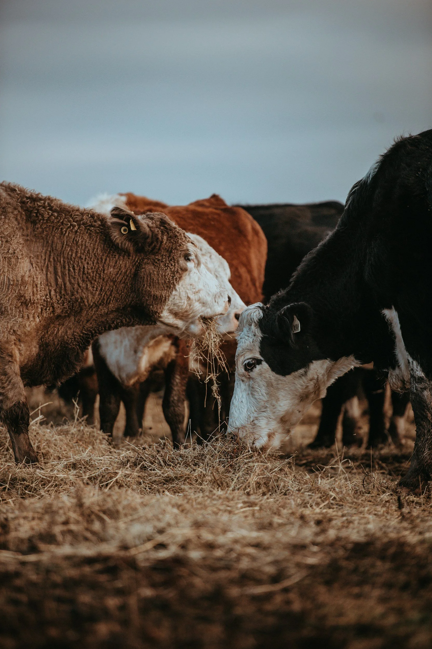 Group of cows grazing on dry grass in a field with a cloudy sky.