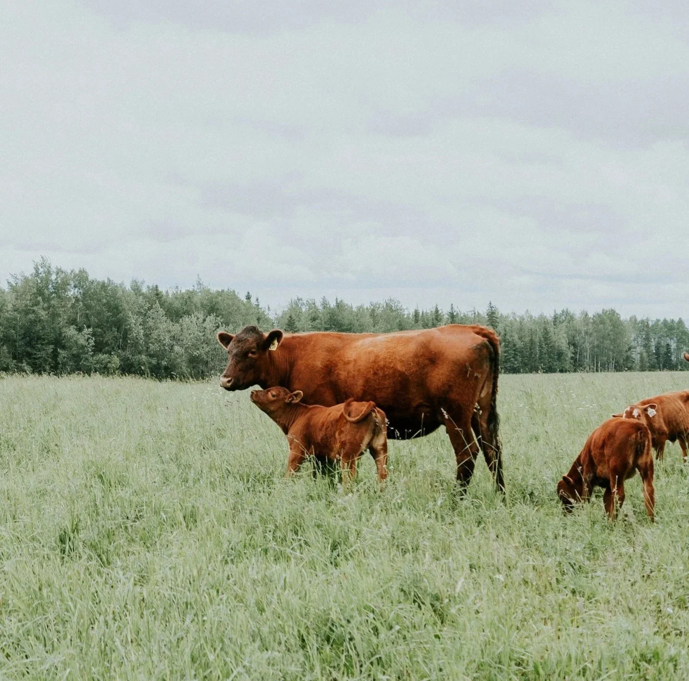 A cow and her calf standing in a grassy field with other calves nearby and a line of trees in the background under an overcast sky.