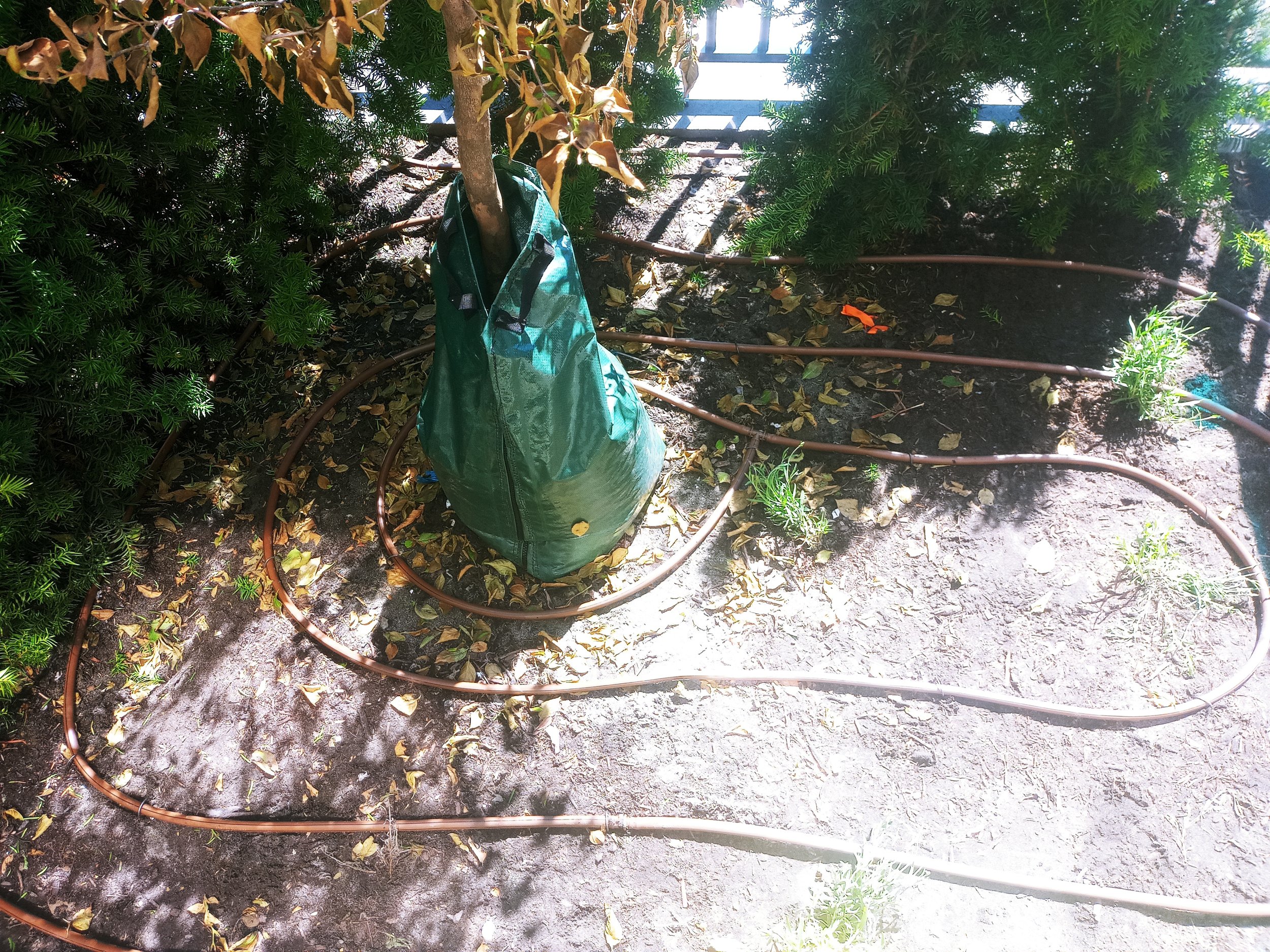 20230804_142149_HDR.jpg