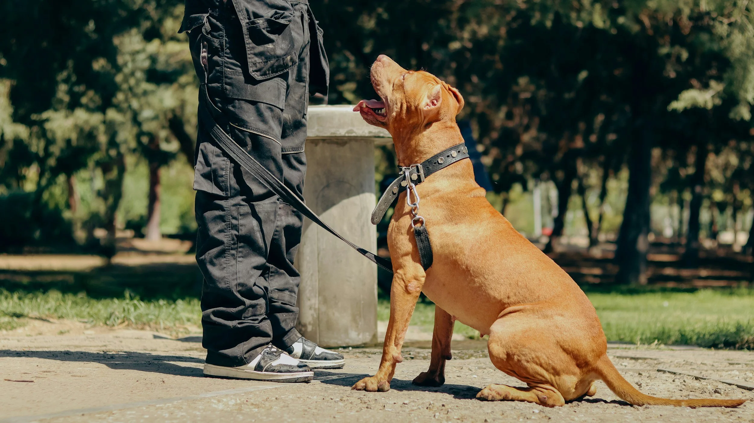 A person dressed in black cargo pants and shoes stands in a park with a large brown dog sitting in front of them, wearing a studded collar and leash. The dog appears to be attentive, looking up at the person, with trees and grass in the background.