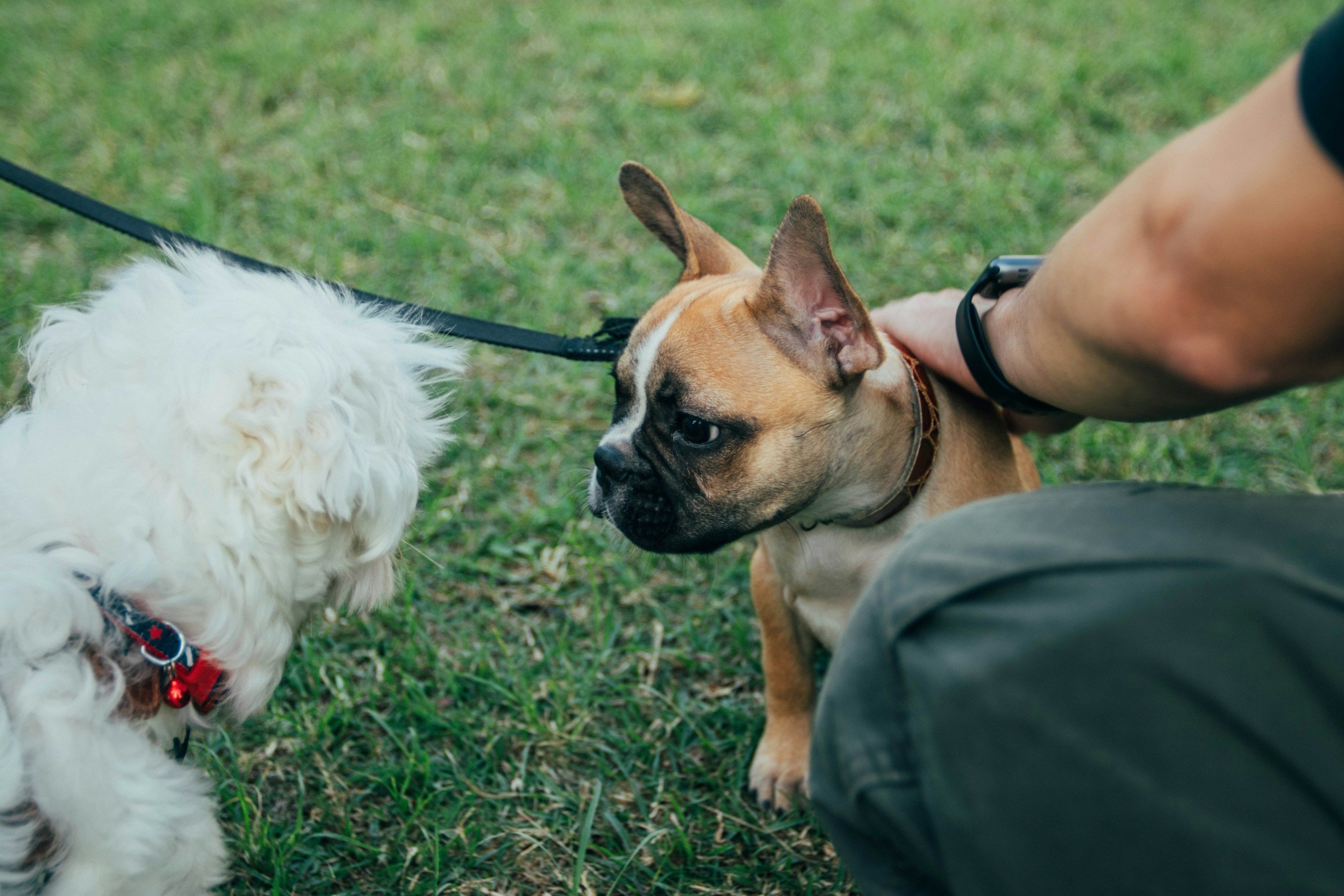 Person petting a brown dog with a brindle face and large ears, on a leash, while another white fluffy dog looks on, on a grassy field.