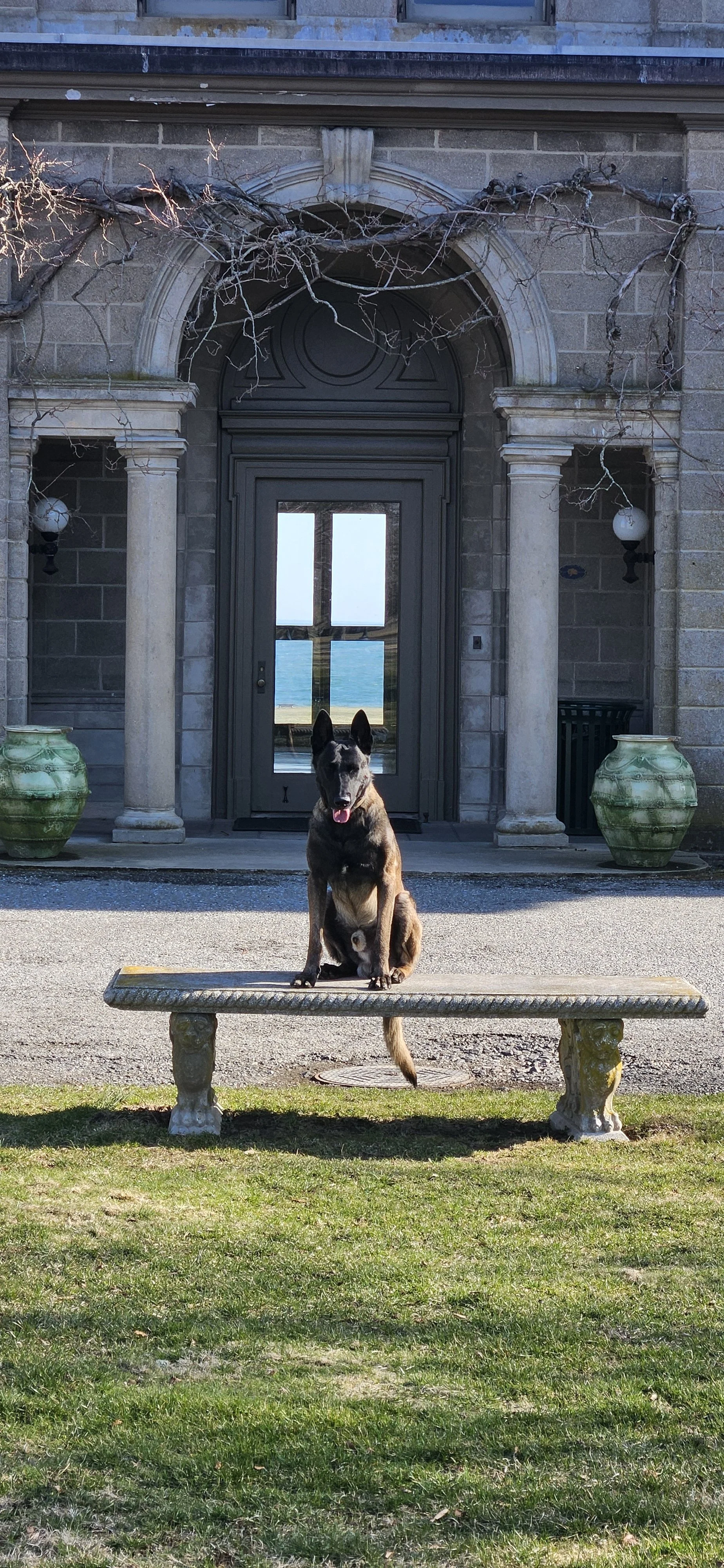 A black Belgian Malinois dog sitting on a stone bench in front of a large building with stone columns, a Schindler elevator door, and a view of the ocean through the door's glass panes.