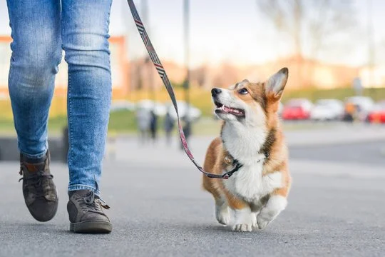 Obedience & manners Program
