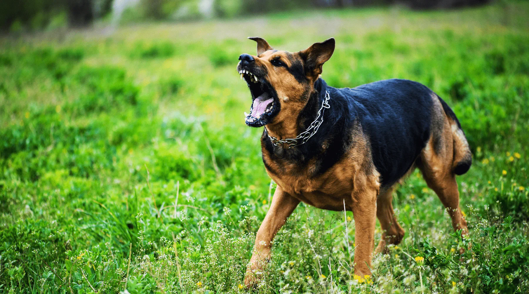 Behavior modification and reactivity program