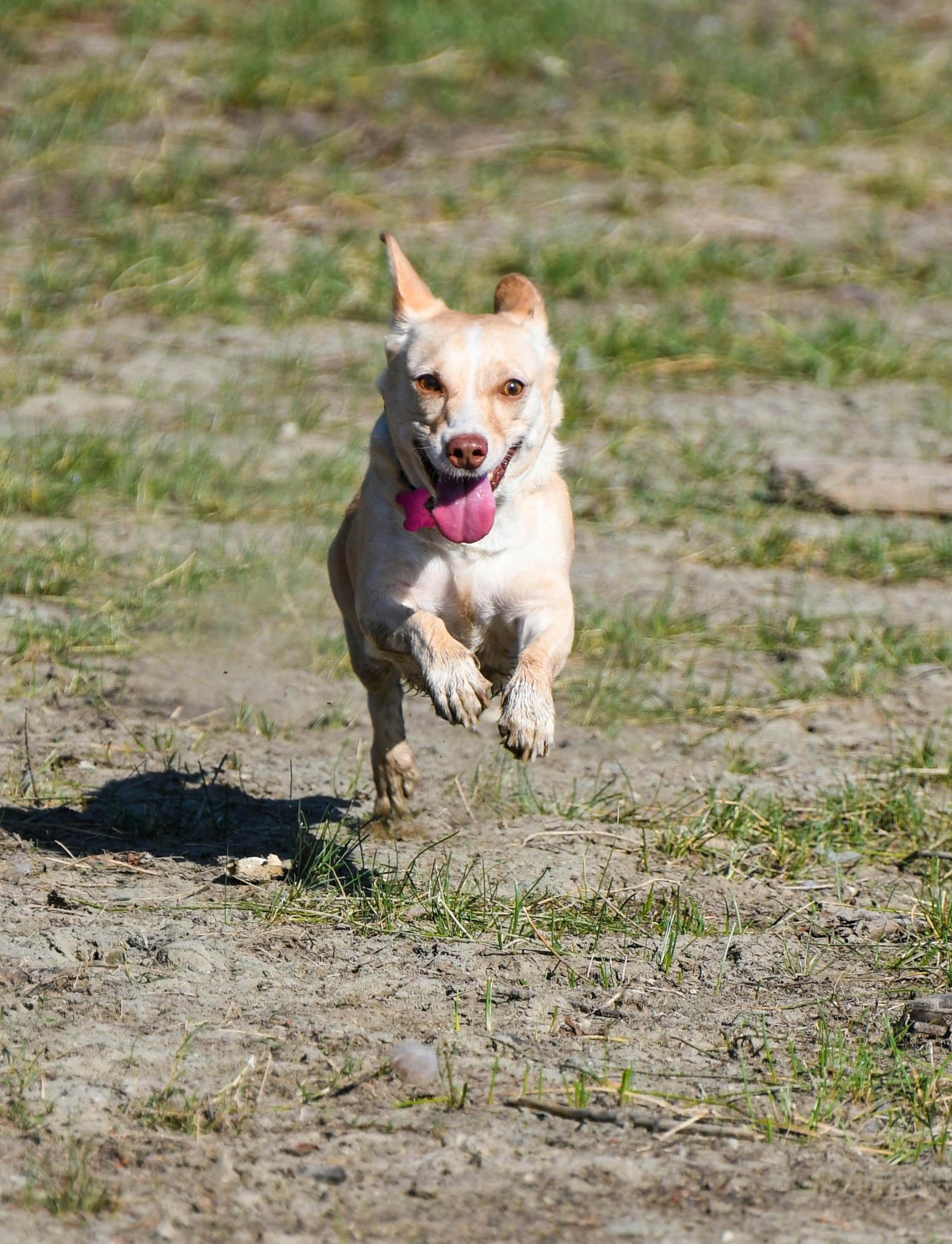 A tan dog with a pink tongue running on a dirt path with grass in the background.