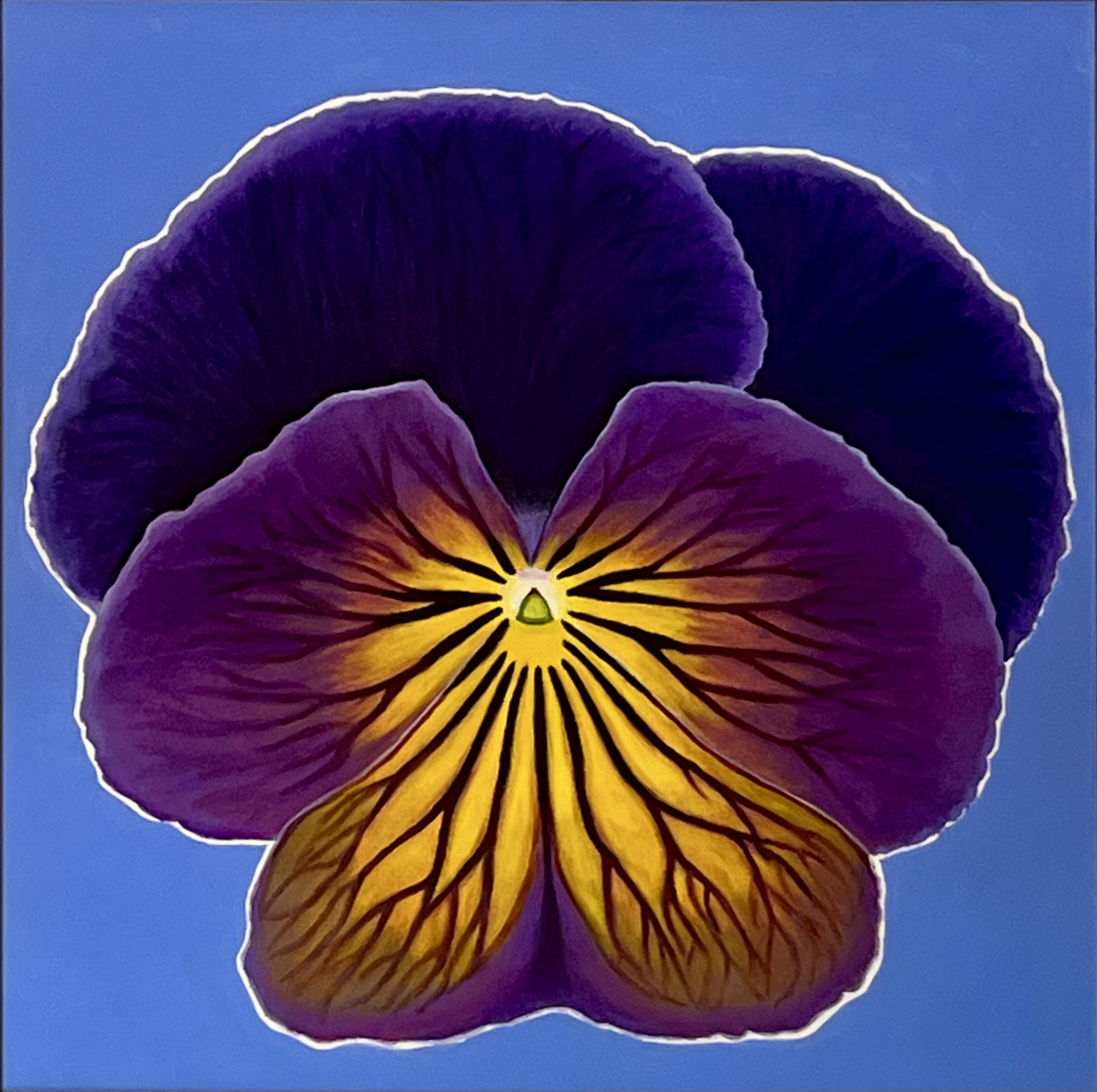 Taos Garden Poppy