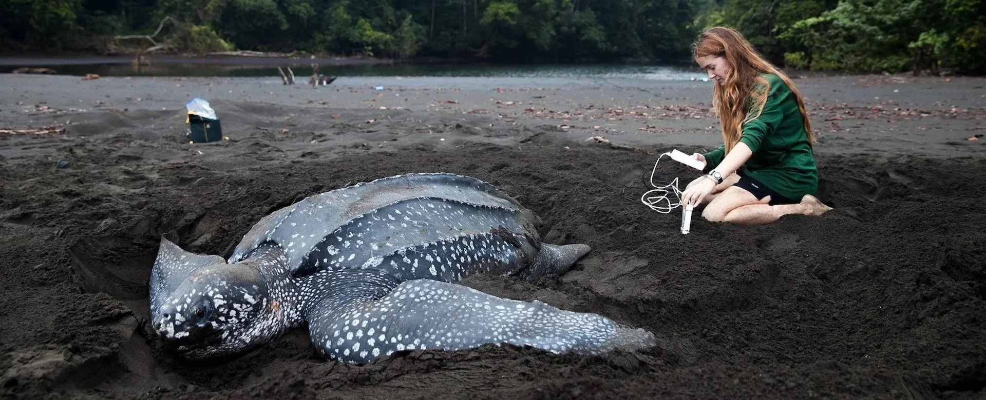 A woman in a green jacket kneeling on the beach, holding a device with wires, beside a large, dead diamond stingray with white spots on dark skin, partially buried in dark sand, with a river and green trees in the background.