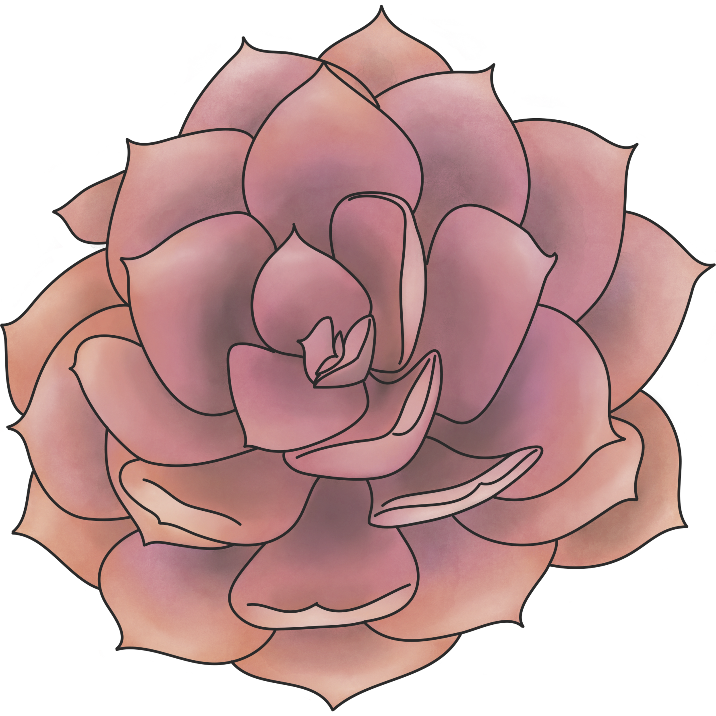 A digital illustration of a pink and peach-colored succulent.