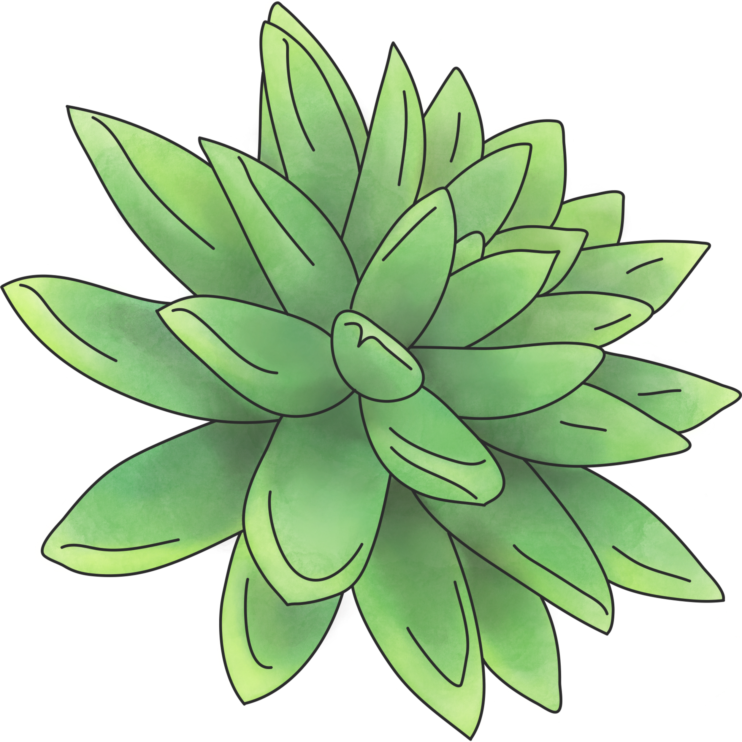 A digital illustration of a green and pointy succulent plant.