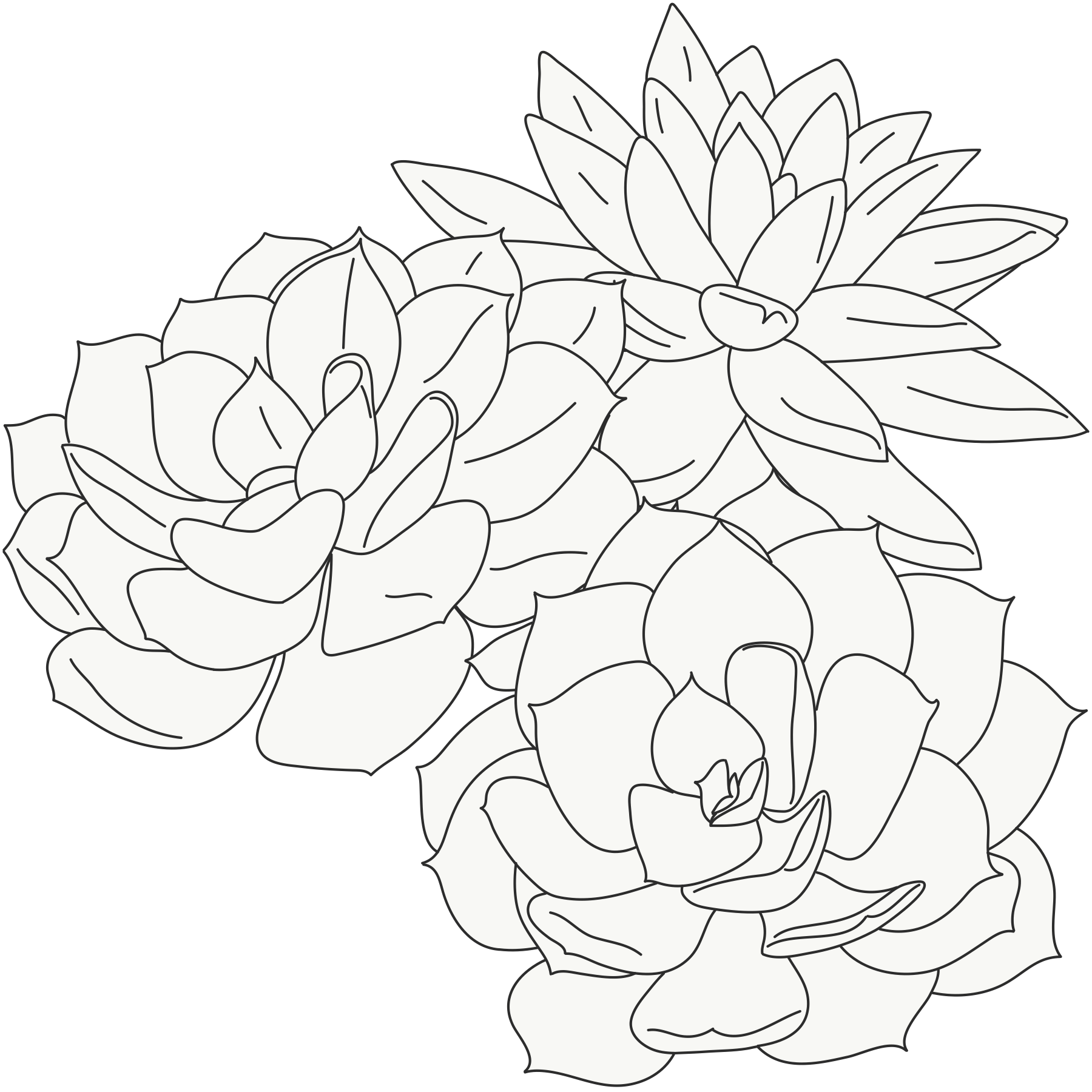 Black and white outline drawing of a cluster of succulents