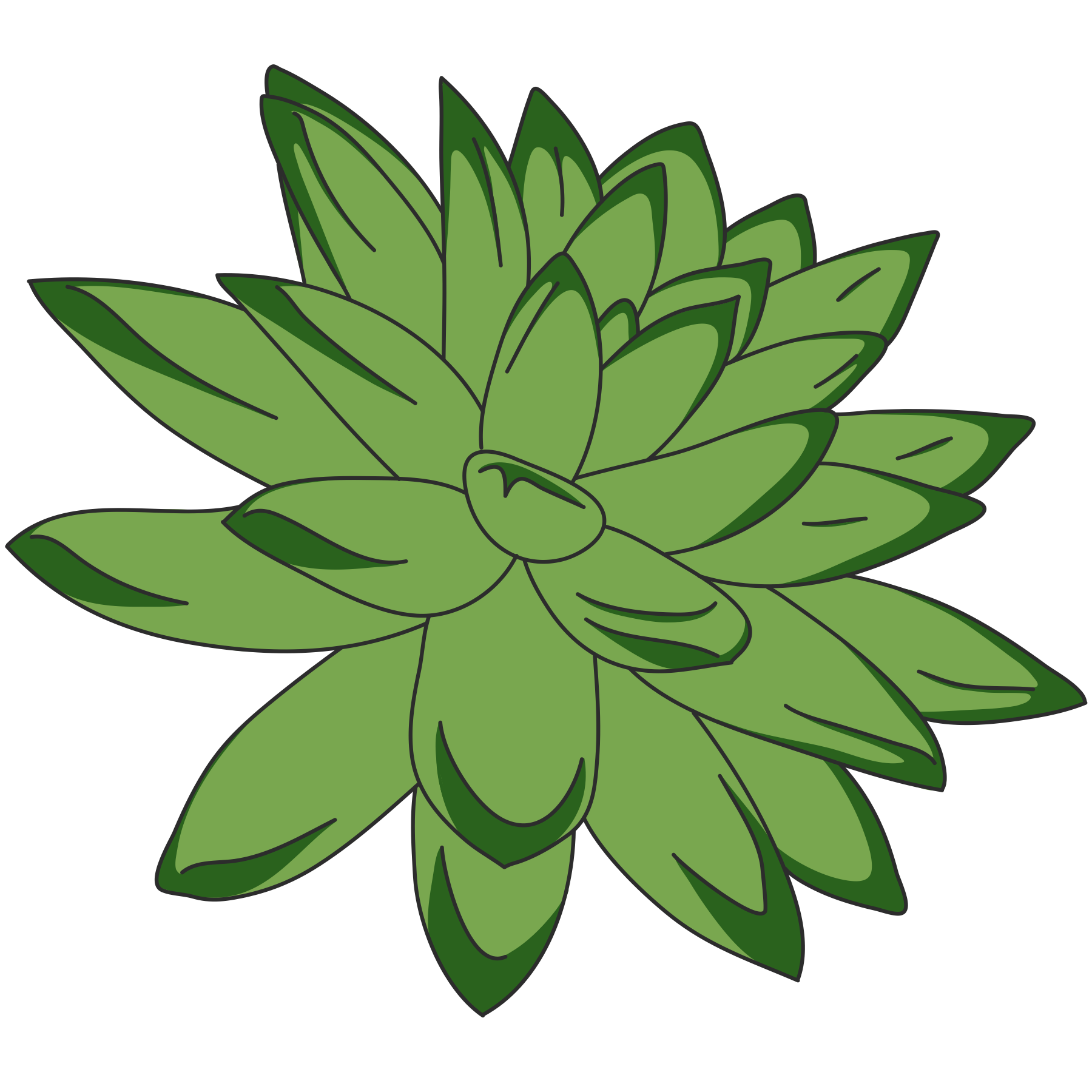 A digital illustration of a green succulent plant outlined in black.