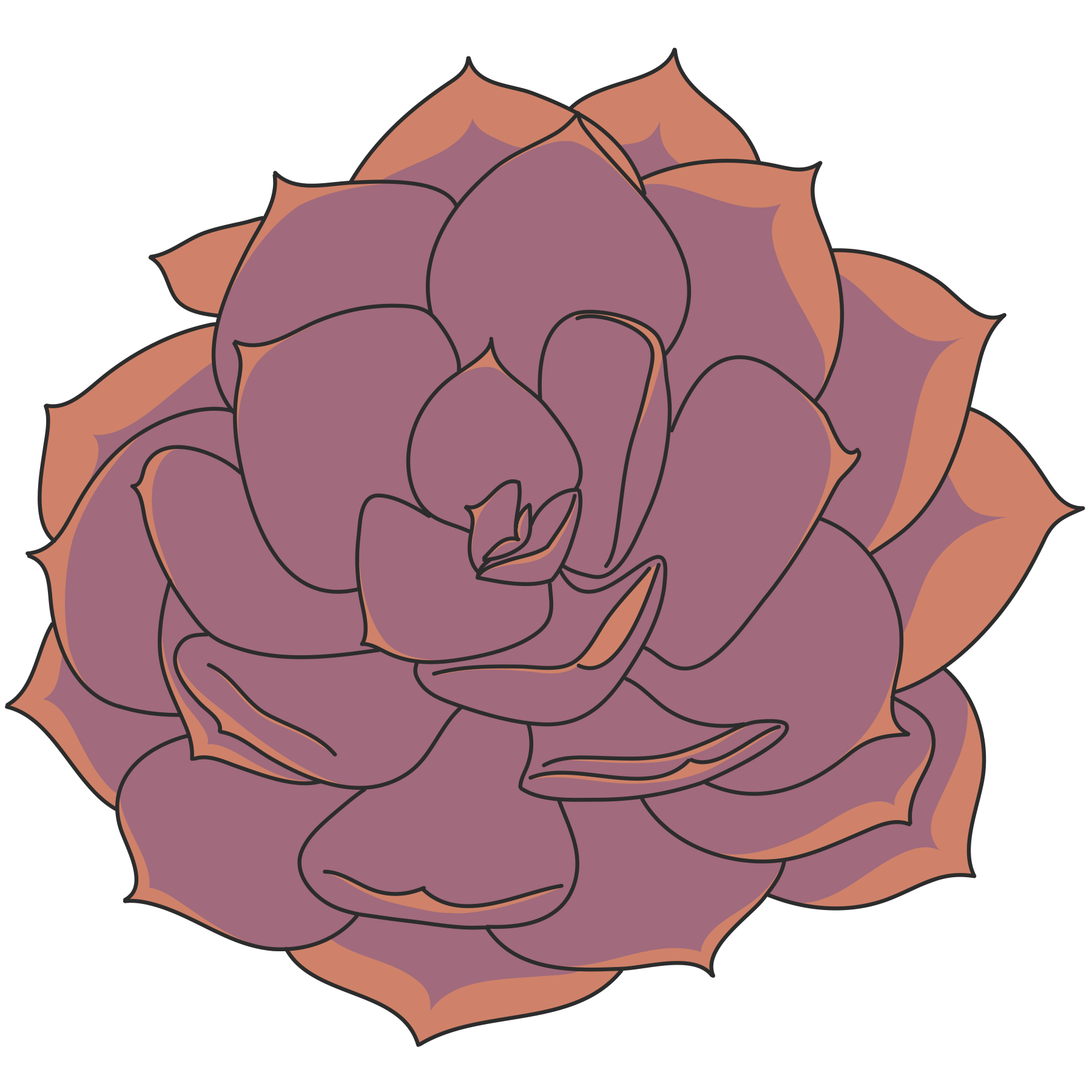 A digital illustration of a pink succulent plant outlined in black.