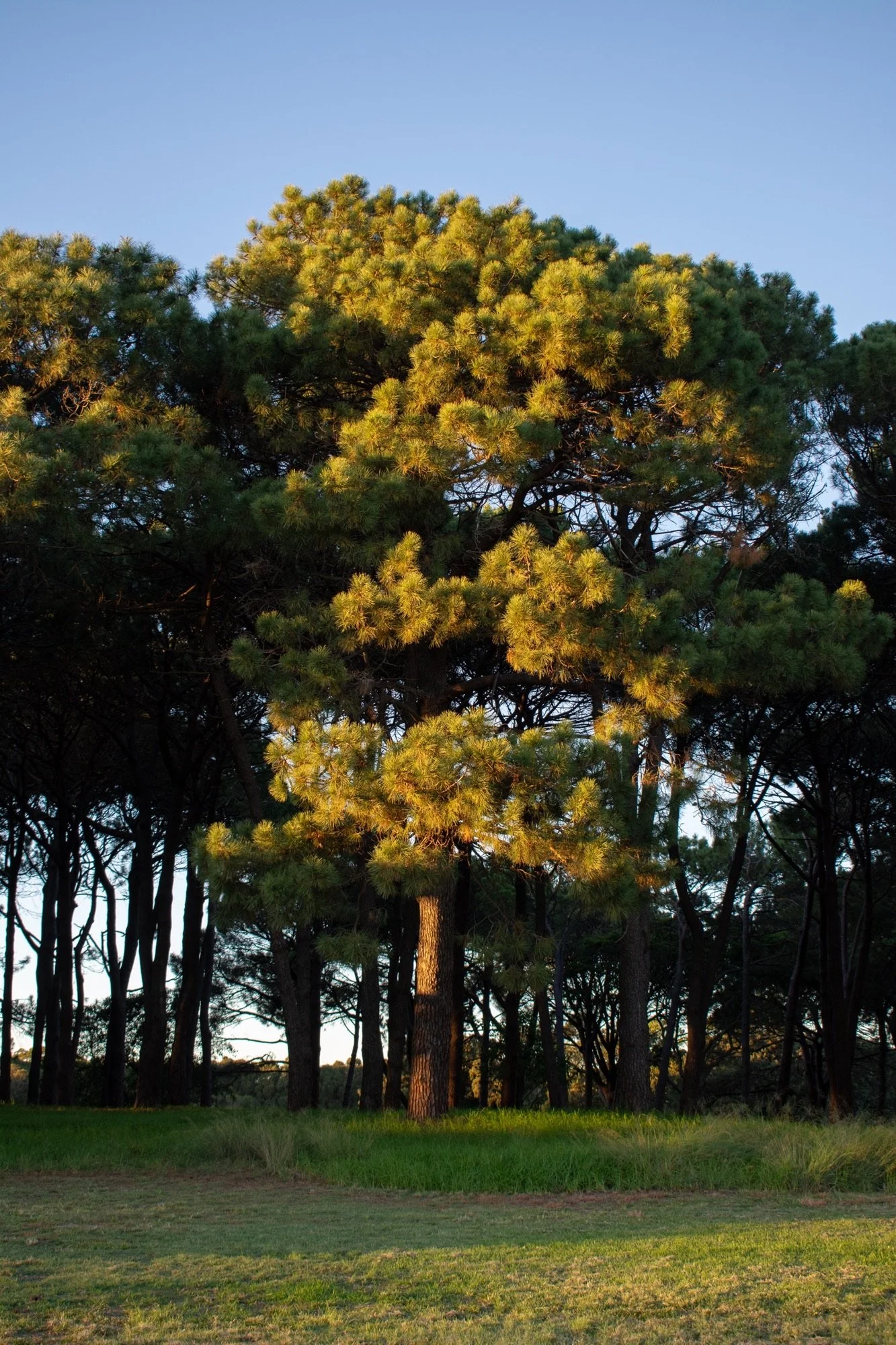 dear tree neighbour