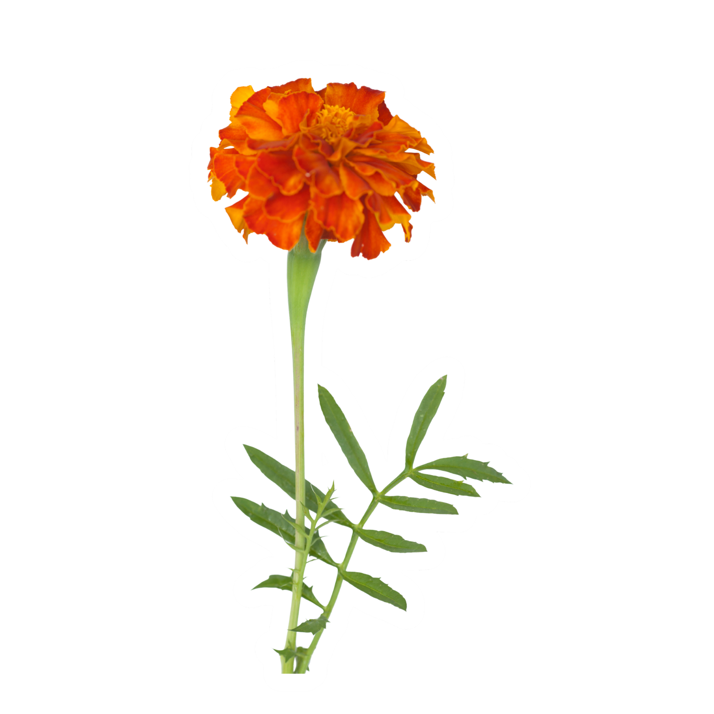 Orange marigold flower with green stem and leaves isolated on a transparent background.