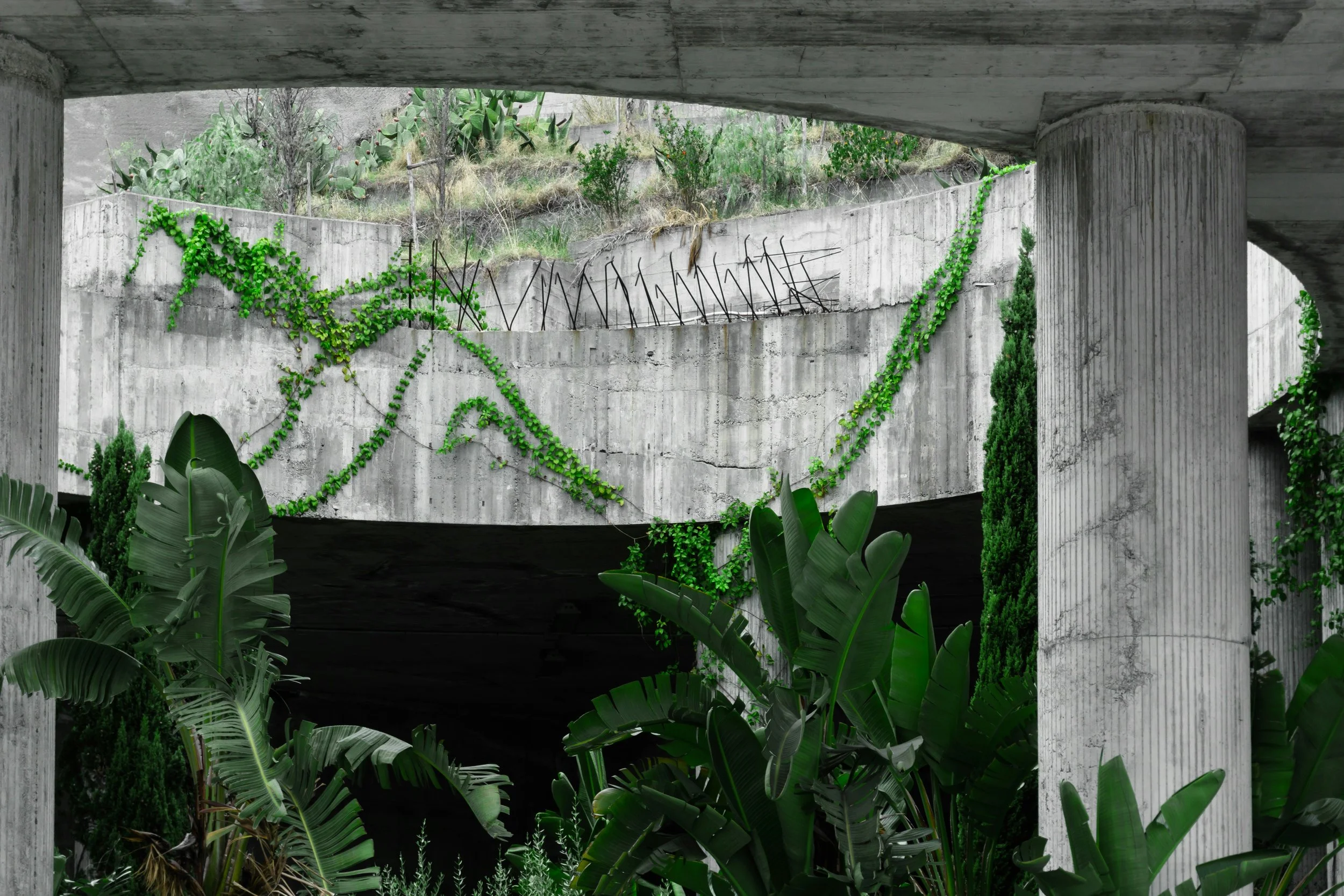 Concrete structure with green vines growing along the walls and pillars, with large tropical plants in the foreground.