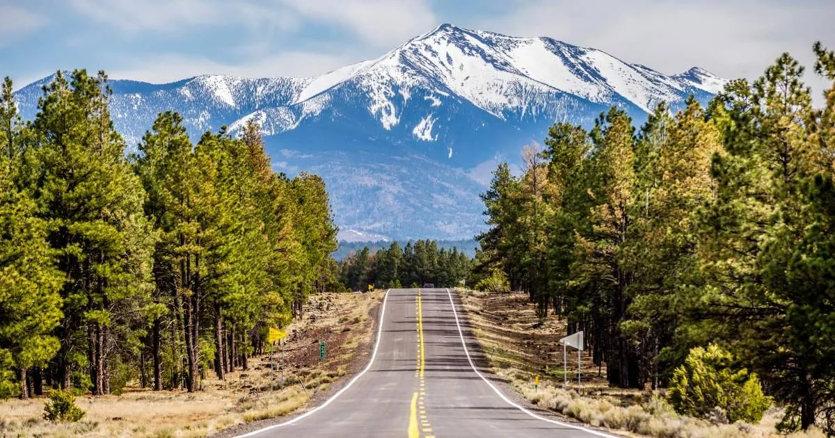 A long road leading toward a snowy mountain in the distance, flanked by green pine trees.