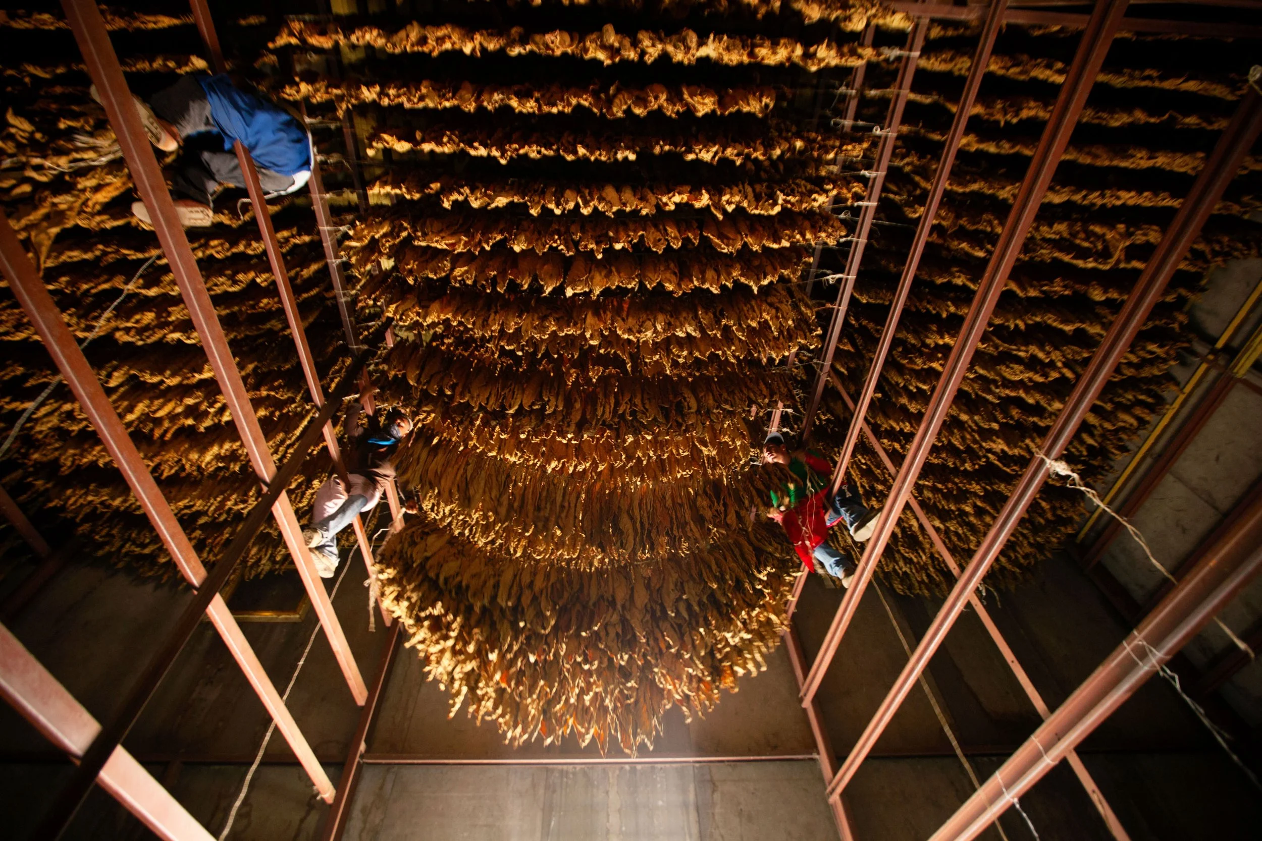 Te-Amo Tobacco Hanging.jpg