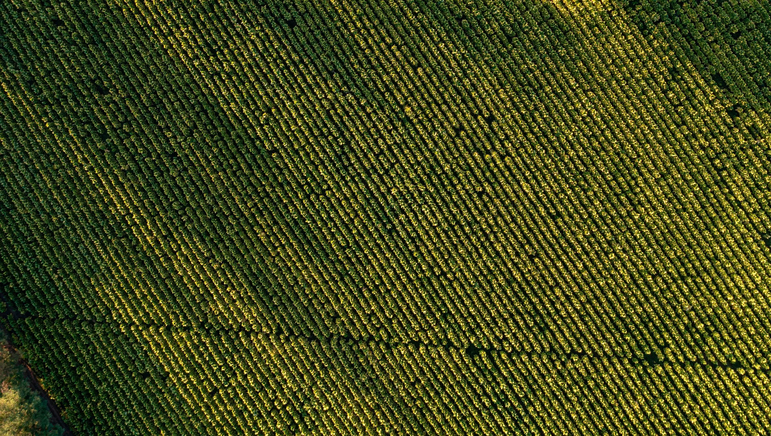 TEA-AMO CIGARS TOBACCO FIELDS