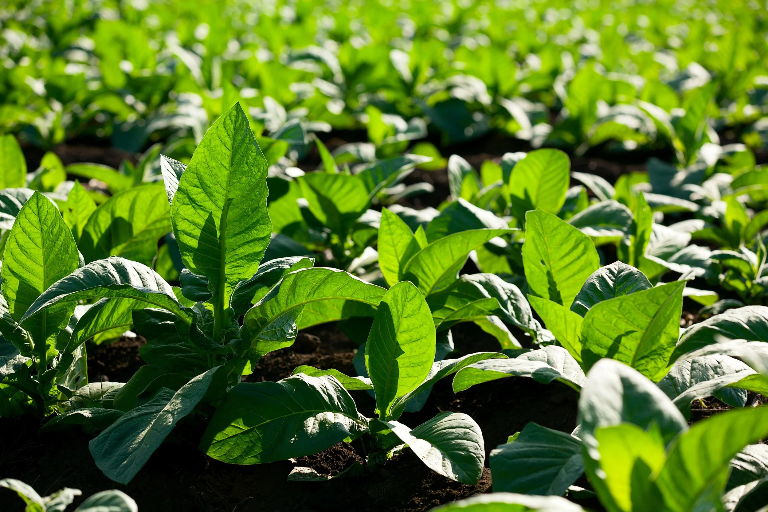 Campo-Te-Amo-Cigars.jpg