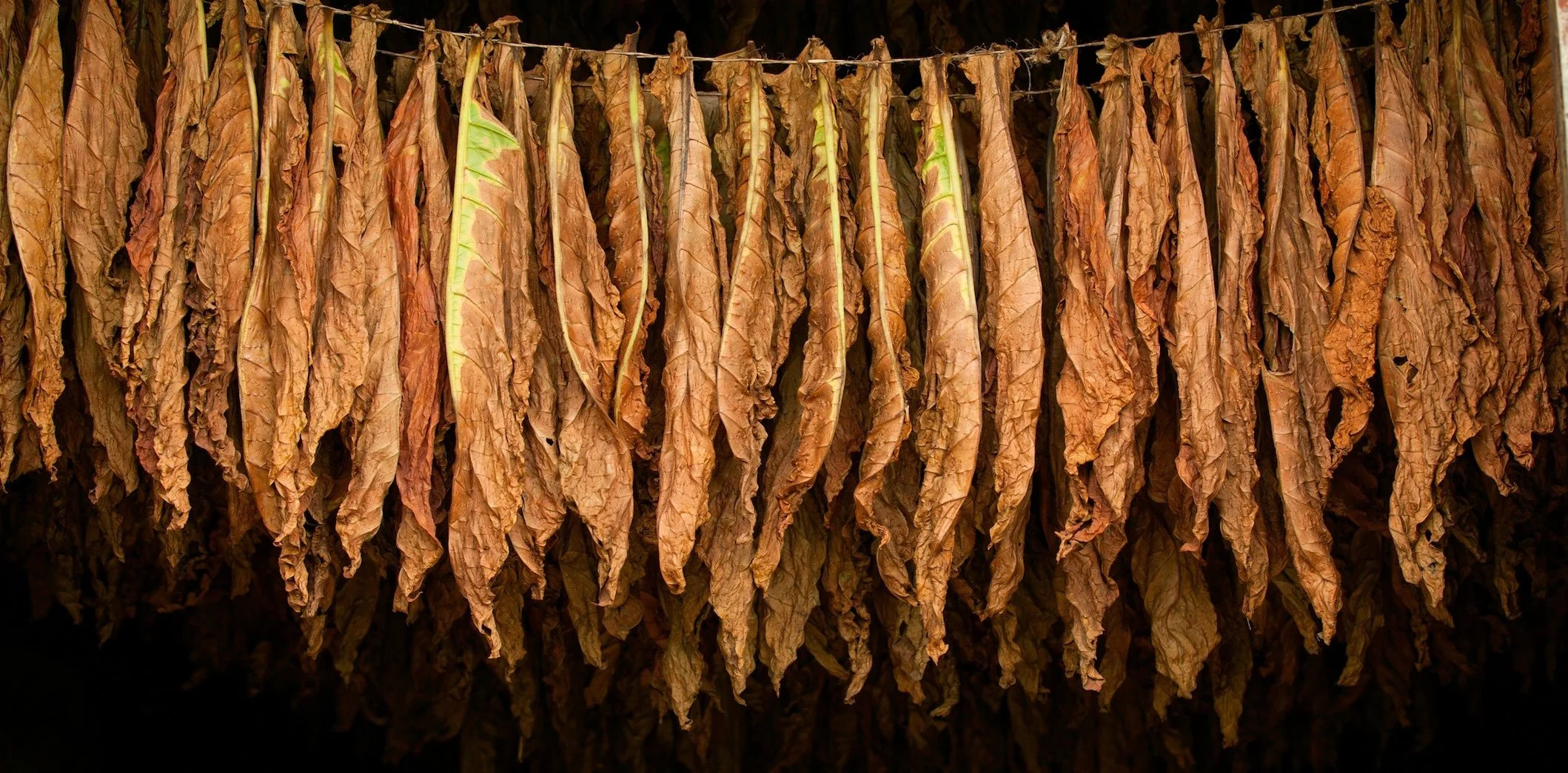 Te-Amo Tobacco.jpg