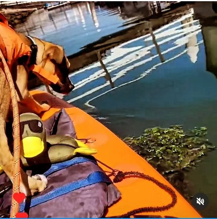 A dog in an orange jacket sitting on an orange boat near water, with a wading pool or dock and reflections on the water's surface in the background.  Pups on SUPS by Play Fair Paddleboarding