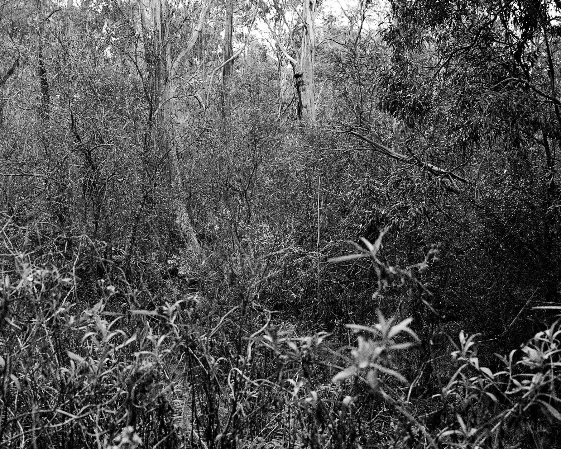 Upper_Nepean__0006_U_N_03.jpg