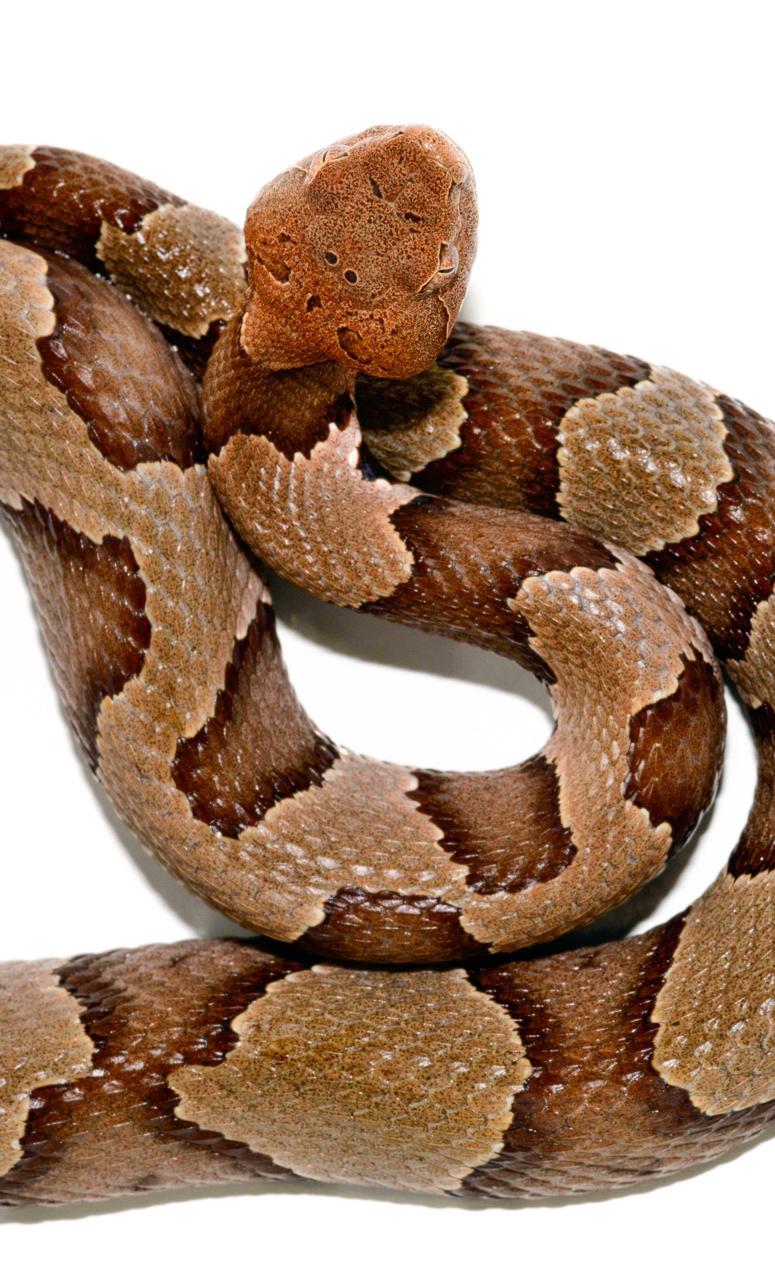Close-up of a coiled snake with brown, tan, and dark brown scales on a white background.