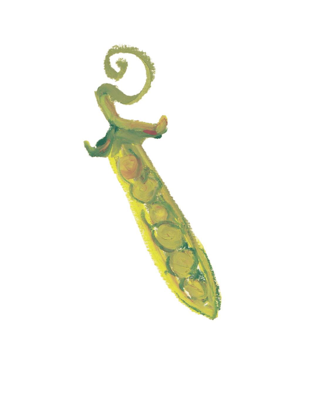 Hand-painted illustration of a green pea pod with several peas inside and a curled tendril at the top.