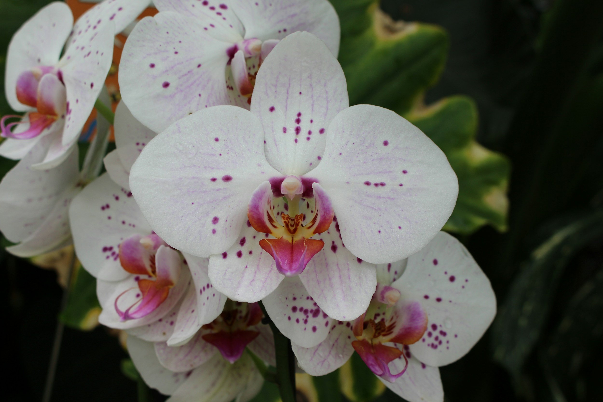 Close-up of white orchids with purple spots and a purple and orange center, set against green foliage.