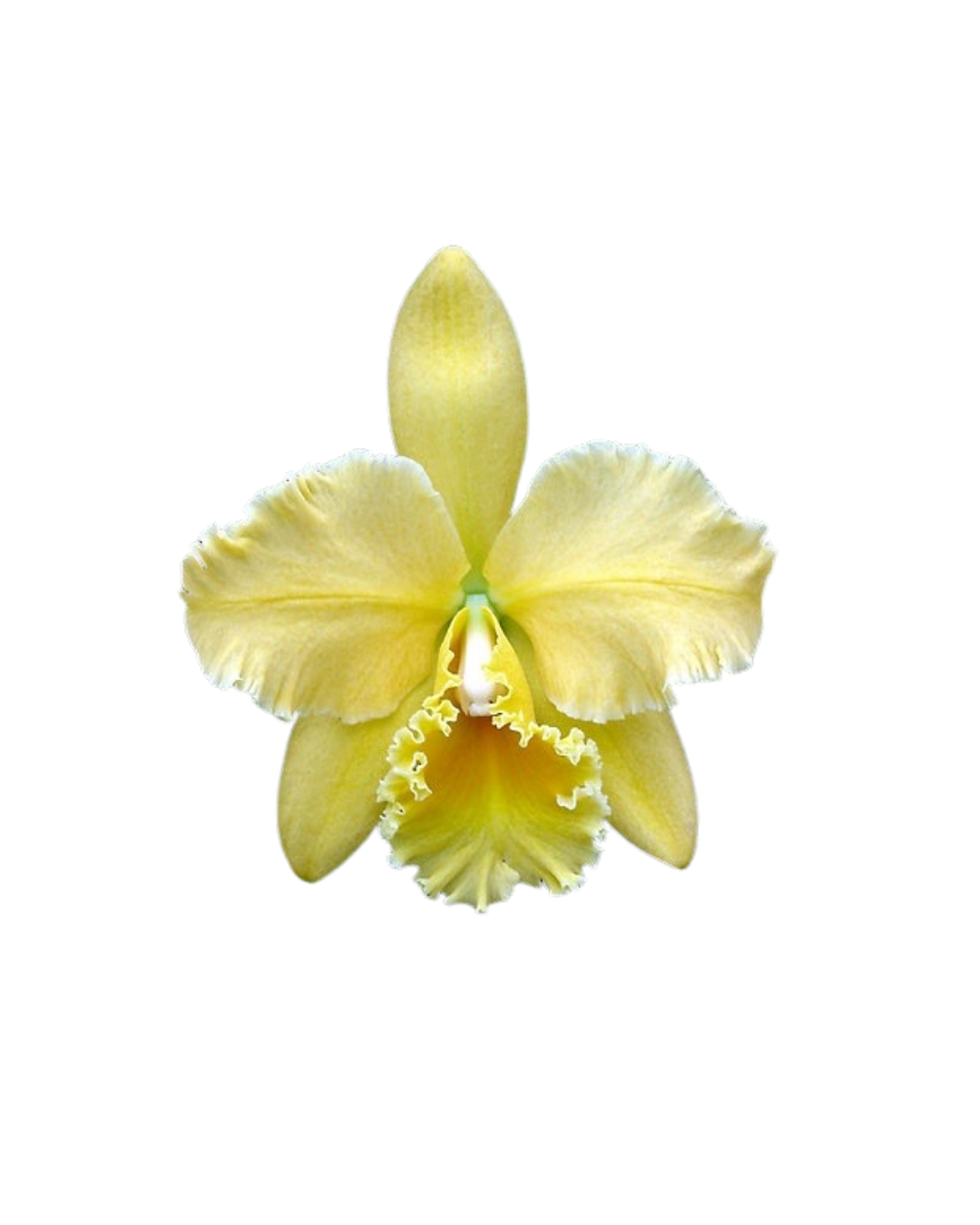 Yellow orchid flower with ruffled petals and a closed bud at the top against a black background.