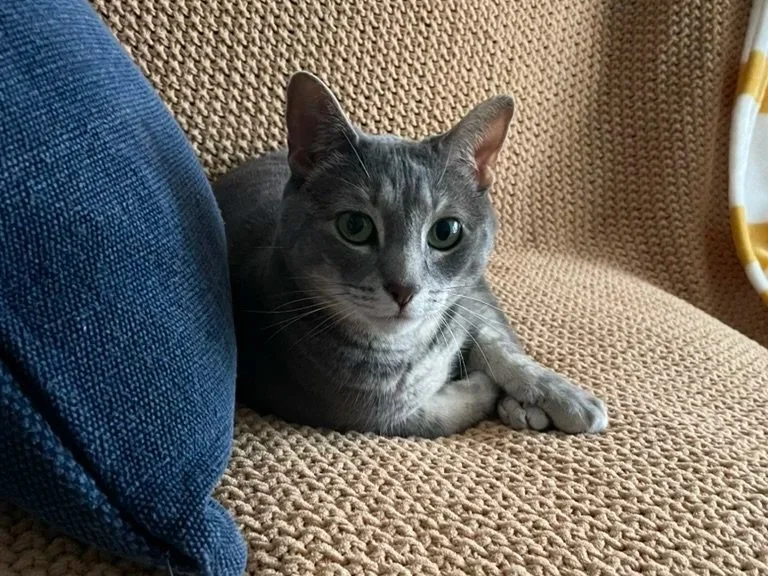 A gray tabby cat with green eyes lying on a beige textured couch next to a blue pillow.