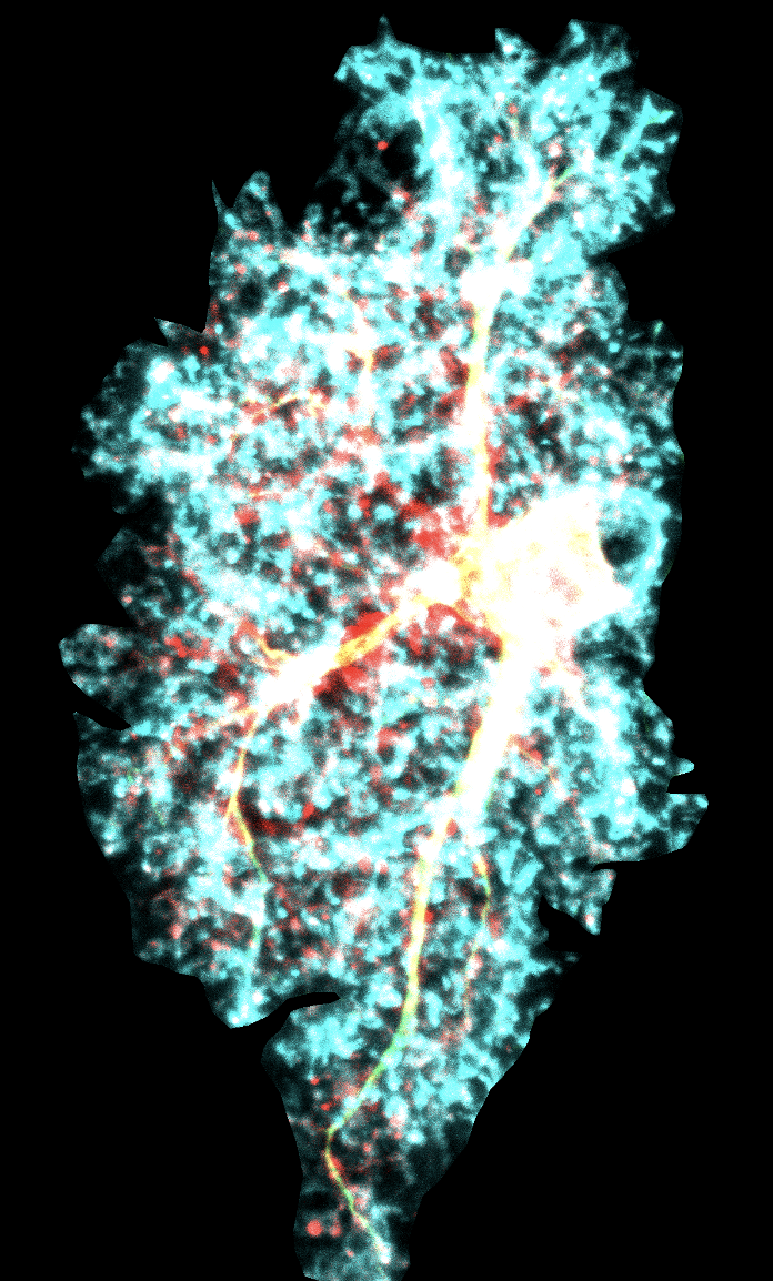 Multi-labeled astrocyte