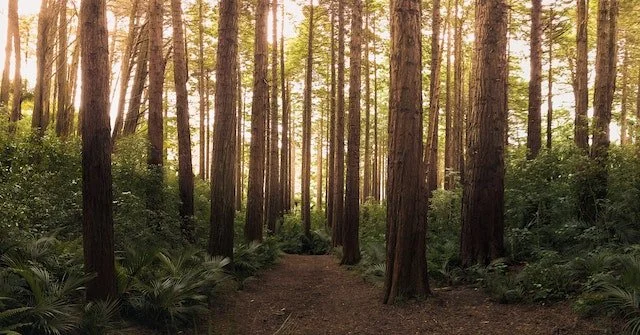 forest of trees