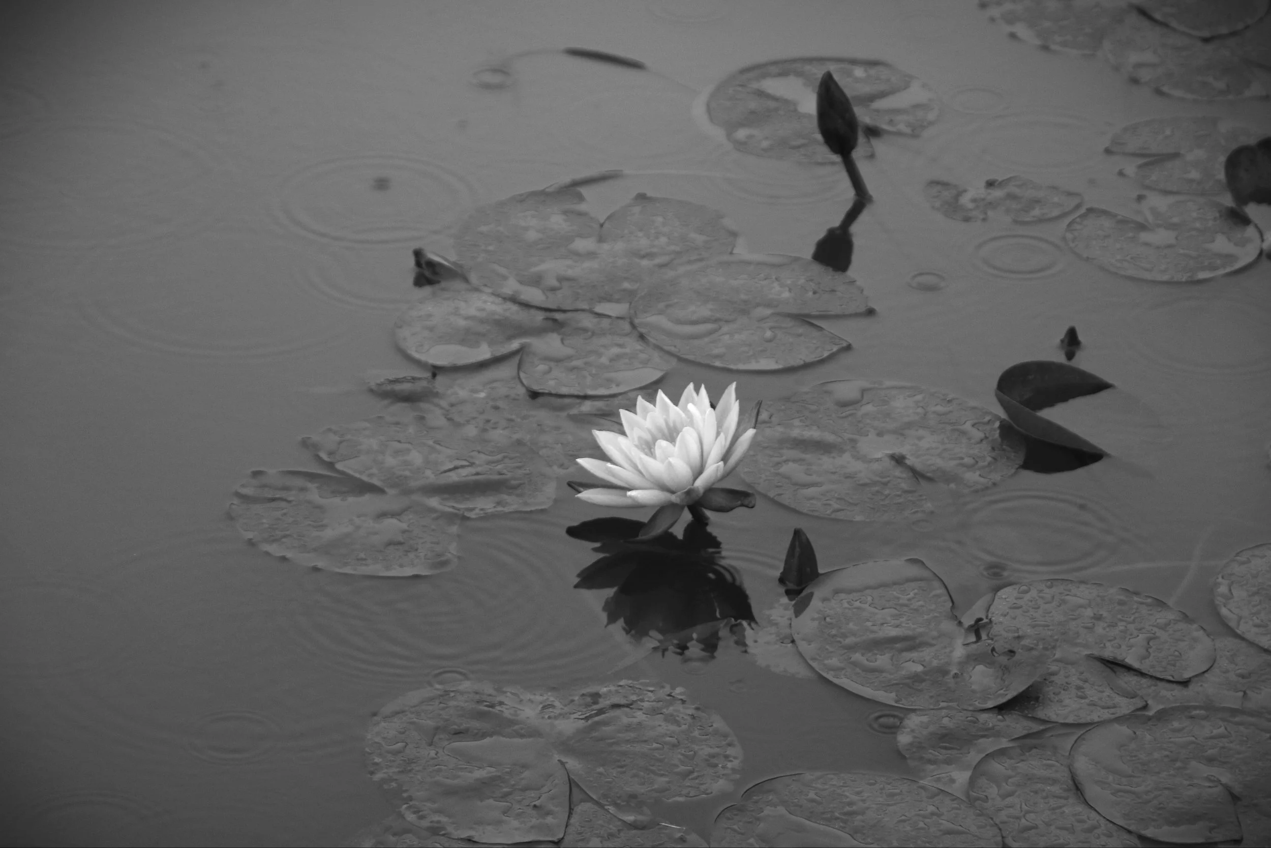 Lotus flower