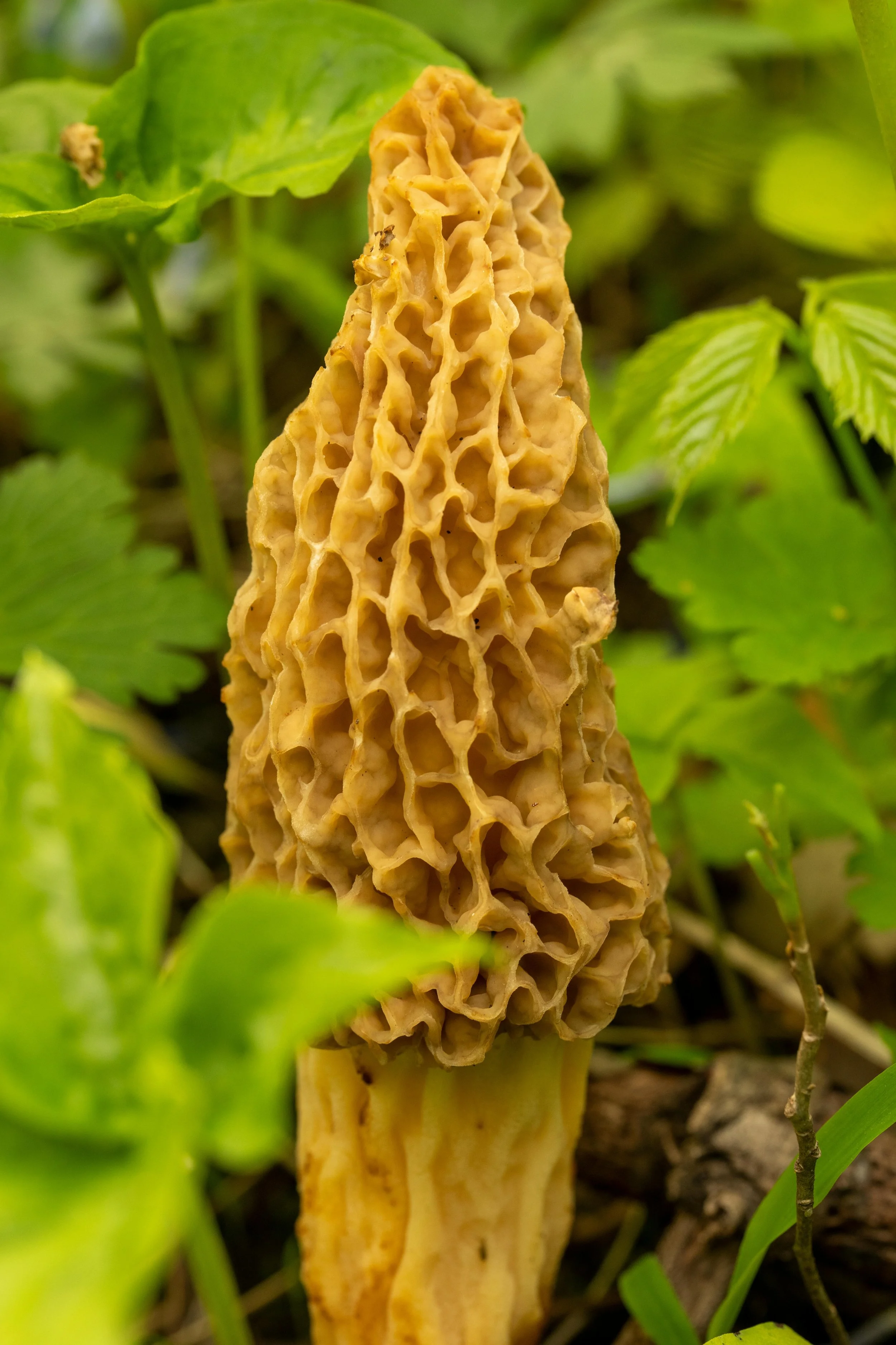 Morel Season for a Realtor
