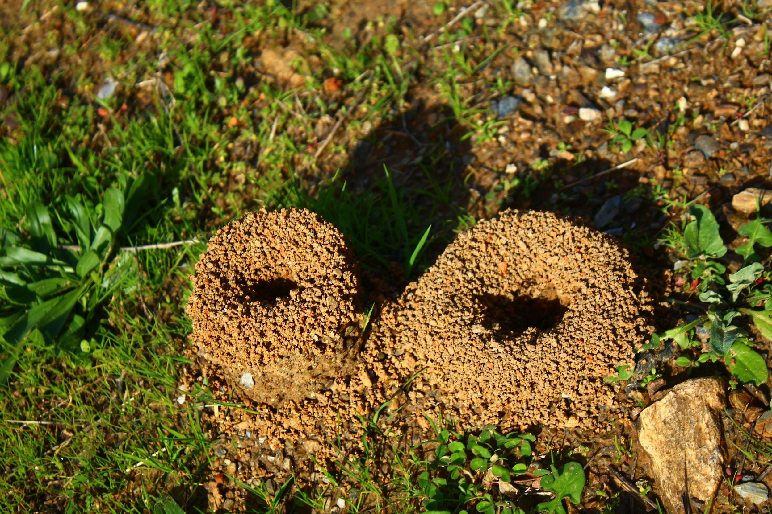 Two large groups of brownish fungi growing on the soil among green grass and small plants.